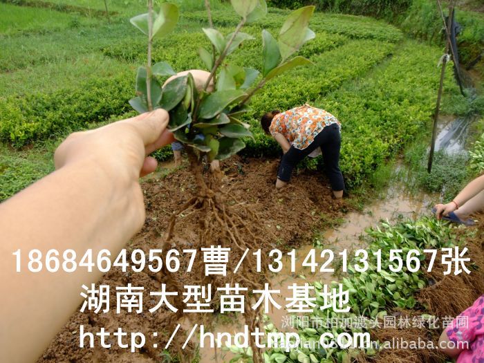 金(jīn)森(sēn)女(nǚ)貞 金(jīn)森(sēn)女(nǚ)貞小(xiǎo)苗 金(jīn)森(sēn)女(nǚ)貞價格 金(jīn)森(sēn)女(nǚ)貞 金(jīn)森(sēn)女(nǚ)貞小(xiǎo)苗 金(jīn)森(sēn)女(nǚ)貞價格