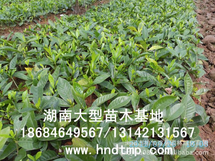 大(dà)葉栀子(zǐ)★大(dà)葉栀子(zǐ)花(huā)★大(dà)葉栀子(zǐ)價格★大(dà)葉栀子(zǐ)基地(dì)直銷★大(dà)葉栀子(zǐ)最新價格★大(dà)葉栀子(zǐ)最新行(xíng)情★大(dà)葉栀子(zǐ)供應★大(dà)葉栀子(zǐ)求購(gòu)★大(dà)葉栀子(zǐ)苗圃★大(dà)葉栀子(zǐ)大(dà)量供應★大(dà)葉栀子(zǐ)批發價★大(dà)葉栀子(zǐ)處理(lǐ)★大(dà)葉栀子(zǐ)低(dī)價處理(lǐ)★大(dà)葉栀子(zǐ)灌木(mù)★大(dà)葉栀子(zǐ)小(xiǎo)苗★求購(gòu)大(dà)葉栀子(zǐ)★供應大(dà)葉栀子(zǐ)★求購(gòu)40公分(fēn)高(gāo)度大(dà)葉栀子(zǐ)★求購(gòu)一(yī)米高(gāo)大(dà)葉栀子(zǐ)★求購(gòu)50-60公分(fēn)大(dà)葉栀子(zǐ)★特價處理(lǐ)大(dà)葉栀子(zǐ)★低(dī)價出售大(dà)葉栀子(zǐ)★出售大(dà)葉栀子(zǐ)★長(cháng)沙苗木(mù)★長(cháng)沙苗圃★長(cháng)沙花(huā)木(mù)基地(dì)★長(cháng)沙苗圃基地(dì)★浏陽苗圃基地(dì)★湖(hú)南(nán)苗木(mù)基地(dì)★浏陽花(huā)木(mù)基地(dì)★浏陽花(huā)木(mù)行(xíng)情★湖(hú)南(nán)花(huā)木(mù)行(xíng)情★長(cháng)沙花(huā)木(mù)行(xíng)情★