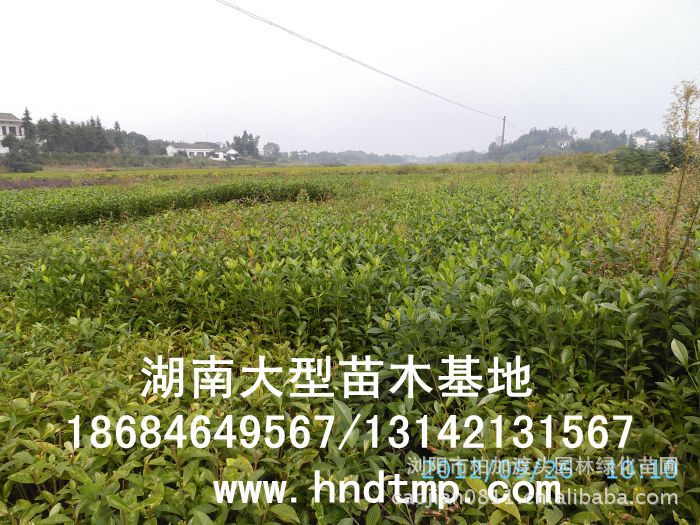 大(dà)葉栀子(zǐ)★大(dà)葉栀子(zǐ)花(huā)★大(dà)葉栀子(zǐ)價格★大(dà)葉栀子(zǐ)基地(dì)直銷★大(dà)葉栀子(zǐ)最新價格★大(dà)葉栀子(zǐ)最新行(xíng)情★大(dà)葉栀子(zǐ)供應★大(dà)葉栀子(zǐ)求購(gòu)★大(dà)葉栀子(zǐ)苗圃★大(dà)葉栀子(zǐ)大(dà)量供應★大(dà)葉栀子(zǐ)批發價★大(dà)葉栀子(zǐ)處理(lǐ)★大(dà)葉栀子(zǐ)低(dī)價處理(lǐ)★大(dà)葉栀子(zǐ)灌木(mù)★大(dà)葉栀子(zǐ)小(xiǎo)苗★求購(gòu)大(dà)葉栀子(zǐ)★供應大(dà)葉栀子(zǐ)★求購(gòu)40公分(fēn)高(gāo)度大(dà)葉栀子(zǐ)★求購(gòu)一(yī)米高(gāo)大(dà)葉栀子(zǐ)★求購(gòu)50-60公分(fēn)大(dà)葉栀子(zǐ)★特價處理(lǐ)大(dà)葉栀子(zǐ)★低(dī)價出售大(dà)葉栀子(zǐ)★出售大(dà)葉栀子(zǐ)★長(cháng)沙苗木(mù)★長(cháng)沙苗圃★長(cháng)沙花(huā)木(mù)基地(dì)★長(cháng)沙苗圃基地(dì)★浏陽苗圃基地(dì)★湖(hú)南(nán)苗木(mù)基地(dì)★浏陽花(huā)木(mù)基地(dì)★浏陽花(huā)木(mù)行(xíng)情★湖(hú)南(nán)花(huā)木(mù)行(xíng)情★長(cháng)沙花(huā)木(mù)行(xíng)情★