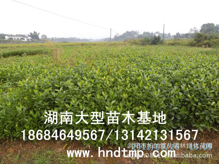 大(dà)葉栀子(zǐ)★大(dà)葉栀子(zǐ)花(huā)★大(dà)葉栀子(zǐ)價格★大(dà)葉栀子(zǐ)基地(dì)直銷★大(dà)葉栀子(zǐ)最新價格★大(dà)葉栀子(zǐ)最新行(xíng)情★大(dà)葉栀子(zǐ)供應★大(dà)葉栀子(zǐ)求購(gòu)★大(dà)葉栀子(zǐ)苗圃★大(dà)葉栀子(zǐ)大(dà)量供應★大(dà)葉栀子(zǐ)批發價★大(dà)葉栀子(zǐ)處理(lǐ)★大(dà)葉栀子(zǐ)低(dī)價處理(lǐ)★大(dà)葉栀子(zǐ)灌木(mù)★大(dà)葉栀子(zǐ)小(xiǎo)苗★求購(gòu)大(dà)葉栀子(zǐ)★供應大(dà)葉栀子(zǐ)★求購(gòu)40公分(fēn)高(gāo)度大(dà)葉栀子(zǐ)★求購(gòu)一(yī)米高(gāo)大(dà)葉栀子(zǐ)★求購(gòu)50-60公分(fēn)大(dà)葉栀子(zǐ)★特價處理(lǐ)大(dà)葉栀子(zǐ)★低(dī)價出售大(dà)葉栀子(zǐ)★出售大(dà)葉栀子(zǐ)★長(cháng)沙苗木(mù)★長(cháng)沙苗圃★長(cháng)沙花(huā)木(mù)基地(dì)★長(cháng)沙苗圃基地(dì)★浏陽苗圃基地(dì)★湖(hú)南(nán)苗木(mù)基地(dì)★浏陽花(huā)木(mù)基地(dì)★浏陽花(huā)木(mù)行(xíng)情★湖(hú)南(nán)花(huā)木(mù)行(xíng)情★長(cháng)沙花(huā)木(mù)行(xíng)情★