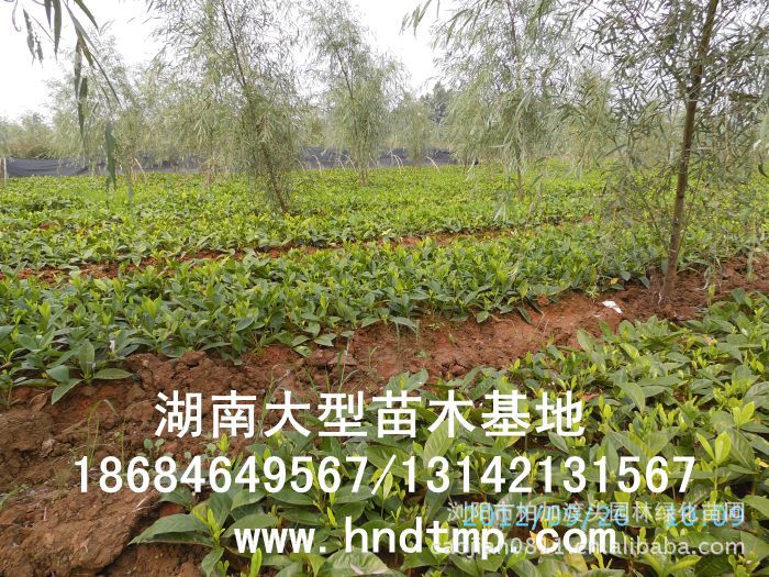 大(dà)葉栀子(zǐ)★大(dà)葉栀子(zǐ)花(huā)★大(dà)葉栀子(zǐ)價格★大(dà)葉栀子(zǐ)基地(dì)直銷★大(dà)葉栀子(zǐ)最新價格★大(dà)葉栀子(zǐ)最新行(xíng)情★大(dà)葉栀子(zǐ)供應★大(dà)葉栀子(zǐ)求購(gòu)★大(dà)葉栀子(zǐ)苗圃★大(dà)葉栀子(zǐ)大(dà)量供應★大(dà)葉栀子(zǐ)批發價★大(dà)葉栀子(zǐ)處理(lǐ)★大(dà)葉栀子(zǐ)低(dī)價處理(lǐ)★大(dà)葉栀子(zǐ)灌木(mù)★大(dà)葉栀子(zǐ)小(xiǎo)苗★求購(gòu)大(dà)葉栀子(zǐ)★供應大(dà)葉栀子(zǐ)★求購(gòu)40公分(fēn)高(gāo)度大(dà)葉栀子(zǐ)★求購(gòu)一(yī)米高(gāo)大(dà)葉栀子(zǐ)★求購(gòu)50-60公分(fēn)大(dà)葉栀子(zǐ)★特價處理(lǐ)大(dà)葉栀子(zǐ)★低(dī)價出售大(dà)葉栀子(zǐ)★出售大(dà)葉栀子(zǐ)★長(cháng)沙苗木(mù)★長(cháng)沙苗圃★長(cháng)沙花(huā)木(mù)基地(dì)★長(cháng)沙苗圃基地(dì)★浏陽苗圃基地(dì)★湖(hú)南(nán)苗木(mù)基地(dì)★浏陽花(huā)木(mù)基地(dì)★浏陽花(huā)木(mù)行(xíng)情★湖(hú)南(nán)花(huā)木(mù)行(xíng)情★長(cháng)沙花(huā)木(mù)行(xíng)情★