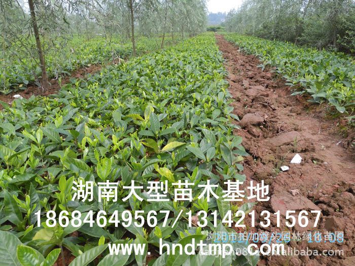 大(dà)葉栀子(zǐ)★大(dà)葉栀子(zǐ)花(huā)★大(dà)葉栀子(zǐ)價格★大(dà)葉栀子(zǐ)基地(dì)直銷★大(dà)葉栀子(zǐ)最新價格★大(dà)葉栀子(zǐ)最新行(xíng)情★大(dà)葉栀子(zǐ)供應★大(dà)葉栀子(zǐ)求購(gòu)★大(dà)葉栀子(zǐ)苗圃★大(dà)葉栀子(zǐ)大(dà)量供應★大(dà)葉栀子(zǐ)批發價★大(dà)葉栀子(zǐ)處理(lǐ)★大(dà)葉栀子(zǐ)低(dī)價處理(lǐ)★大(dà)葉栀子(zǐ)灌木(mù)★大(dà)葉栀子(zǐ)小(xiǎo)苗★求購(gòu)大(dà)葉栀子(zǐ)★供應大(dà)葉栀子(zǐ)★求購(gòu)40公分(fēn)高(gāo)度大(dà)葉栀子(zǐ)★求購(gòu)一(yī)米高(gāo)大(dà)葉栀子(zǐ)★求購(gòu)50-60公分(fēn)大(dà)葉栀子(zǐ)★特價處理(lǐ)大(dà)葉栀子(zǐ)★低(dī)價出售大(dà)葉栀子(zǐ)★出售大(dà)葉栀子(zǐ)★長(cháng)沙苗木(mù)★長(cháng)沙苗圃★長(cháng)沙花(huā)木(mù)基地(dì)★長(cháng)沙苗圃基地(dì)★浏陽苗圃基地(dì)★湖(hú)南(nán)苗木(mù)基地(dì)★浏陽花(huā)木(mù)基地(dì)★浏陽花(huā)木(mù)行(xíng)情★湖(hú)南(nán)花(huā)木(mù)行(xíng)情★長(cháng)沙花(huā)木(mù)行(xíng)情★