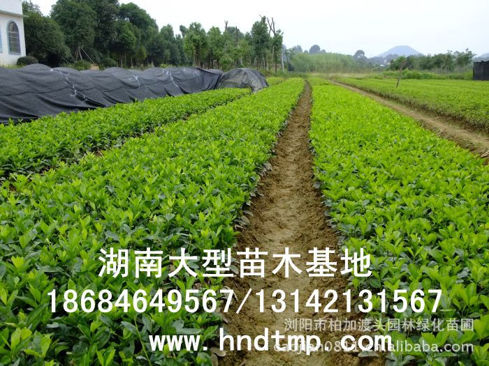 大(dà)葉栀子(zǐ)★大(dà)葉栀子(zǐ)花(huā)★大(dà)葉栀子(zǐ)價格★大(dà)葉栀子(zǐ)基地(dì)直銷★大(dà)葉栀子(zǐ)最新價格★大(dà)葉栀子(zǐ)最新行(xíng)情★大(dà)葉栀子(zǐ)供應★大(dà)葉栀子(zǐ)求購(gòu)★大(dà)葉栀子(zǐ)苗圃★大(dà)葉栀子(zǐ)大(dà)量供應★大(dà)葉栀子(zǐ)批發價★大(dà)葉栀子(zǐ)處理(lǐ)★大(dà)葉栀子(zǐ)低(dī)價處理(lǐ)★大(dà)葉栀子(zǐ)灌木(mù)★大(dà)葉栀子(zǐ)小(xiǎo)苗★求購(gòu)大(dà)葉栀子(zǐ)★供應大(dà)葉栀子(zǐ)★求購(gòu)40公分(fēn)高(gāo)度大(dà)葉栀子(zǐ)★求購(gòu)一(yī)米高(gāo)大(dà)葉栀子(zǐ)★求購(gòu)50-60公分(fēn)大(dà)葉栀子(zǐ)★特價處理(lǐ)大(dà)葉栀子(zǐ)★低(dī)價出售大(dà)葉栀子(zǐ)★出售大(dà)葉栀子(zǐ)★長(cháng)沙苗木(mù)★長(cháng)沙苗圃★長(cháng)沙花(huā)木(mù)基地(dì)★長(cháng)沙苗圃基地(dì)★浏陽苗圃基地(dì)★湖(hú)南(nán)苗木(mù)基地(dì)★浏陽花(huā)木(mù)基地(dì)★浏陽花(huā)木(mù)行(xíng)情★湖(hú)南(nán)花(huā)木(mù)行(xíng)情★長(cháng)沙花(huā)木(mù)行(xíng)情★