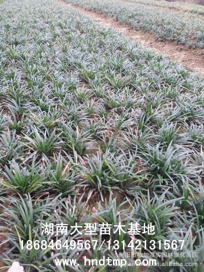 玉龍草(cǎo) 湖(hú)南(nán)玉龍草(cǎo) 玉龍草(cǎo)基地(dì) 長(cháng)沙玉龍草(cǎo)基地(dì) 浏陽玉龍草(cǎo)基地(dì) 長(cháng)沙苗圃 湖(hú)南(nán)苗圃 浏陽苗圃 長(cháng)沙苗木(mù)基地(dì) 浏陽苗圃基地(dì) 湖(hú)南(nán)花(huā)木(mù)基地(dì) 浏陽花(huā)木(mù)之鄉(xiāng) 長(cháng)沙花(huā)木(mù) 玉龍草(cǎo)基地(dì) 玉龍草(cǎo)價格 玉龍草(cǎo)最新價格 玉龍草(cǎo)長(cháng)沙基地(dì) 玉龍草(cǎo) 湖(hú)南(nán)玉龍草(cǎo) 玉龍草(cǎo)基地(dì) 長(cháng)沙玉龍草(cǎo)基地(dì) 浏陽玉龍草(cǎo)基地(dì) 長(cháng)沙苗圃 湖(hú)南(nán)苗圃 浏陽苗圃 長(cháng)沙苗木(mù)基地(dì) 浏陽苗圃基地(dì) 湖(hú)南(nán)花(huā)木(mù)基地(dì) 浏陽花(huā)木(mù)之鄉(xiāng) 長(cháng)沙花(huā)木(mù) 玉龍草(cǎo)基地(dì) 玉龍草(cǎo)價格 玉龍草(cǎo)最新價格 玉龍草(cǎo)長(cháng)沙基地(dì)