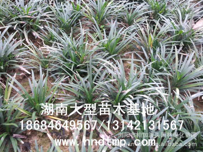 玉龍草(cǎo) 湖(hú)南(nán)玉龍草(cǎo) 玉龍草(cǎo)基地(dì) 長(cháng)沙玉龍草(cǎo)基地(dì) 浏陽玉龍草(cǎo)基地(dì) 長(cháng)沙苗圃 湖(hú)南(nán)苗圃 浏陽苗圃 長(cháng)沙苗木(mù)基地(dì) 浏陽苗圃基地(dì) 湖(hú)南(nán)花(huā)木(mù)基地(dì) 浏陽花(huā)木(mù)之鄉(xiāng) 長(cháng)沙花(huā)木(mù) 玉龍草(cǎo)基地(dì) 玉龍草(cǎo)價格 玉龍草(cǎo)最新價格 玉龍草(cǎo)長(cháng)沙基地(dì) 玉龍草(cǎo) 湖(hú)南(nán)玉龍草(cǎo) 玉龍草(cǎo)基地(dì) 長(cháng)沙玉龍草(cǎo)基地(dì) 浏陽玉龍草(cǎo)基地(dì) 長(cháng)沙苗圃 湖(hú)南(nán)苗圃 浏陽苗圃 長(cháng)沙苗木(mù)基地(dì) 浏陽苗圃基地(dì) 湖(hú)南(nán)花(huā)木(mù)基地(dì) 浏陽花(huā)木(mù)之鄉(xiāng) 長(cháng)沙花(huā)木(mù) 玉龍草(cǎo)基地(dì) 玉龍草(cǎo)價格 玉龍草(cǎo)最新價格 玉龍草(cǎo)長(cháng)沙基地(dì)