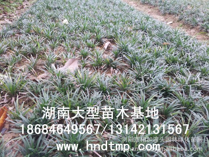 玉龍草(cǎo) 湖(hú)南(nán)玉龍草(cǎo) 玉龍草(cǎo)基地(dì) 長(cháng)沙玉龍草(cǎo)基地(dì) 浏陽玉龍草(cǎo)基地(dì) 長(cháng)沙苗圃 湖(hú)南(nán)苗圃 浏陽苗圃 長(cháng)沙苗木(mù)基地(dì) 浏陽苗圃基地(dì) 湖(hú)南(nán)花(huā)木(mù)基地(dì) 浏陽花(huā)木(mù)之鄉(xiāng) 長(cháng)沙花(huā)木(mù) 玉龍草(cǎo)基地(dì) 玉龍草(cǎo)價格 玉龍草(cǎo)最新價格 玉龍草(cǎo)長(cháng)沙基地(dì) 玉龍草(cǎo) 湖(hú)南(nán)玉龍草(cǎo) 玉龍草(cǎo)基地(dì) 長(cháng)沙玉龍草(cǎo)基地(dì) 浏陽玉龍草(cǎo)基地(dì) 長(cháng)沙苗圃 湖(hú)南(nán)苗圃 浏陽苗圃 長(cháng)沙苗木(mù)基地(dì) 浏陽苗圃基地(dì) 湖(hú)南(nán)花(huā)木(mù)基地(dì) 浏陽花(huā)木(mù)之鄉(xiāng) 長(cháng)沙花(huā)木(mù) 玉龍草(cǎo)基地(dì) 玉龍草(cǎo)價格 玉龍草(cǎo)最新價格 玉龍草(cǎo)長(cháng)沙基地(dì)