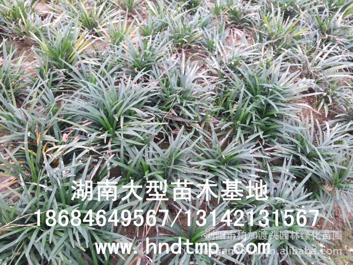 玉龍草(cǎo) 湖(hú)南(nán)玉龍草(cǎo) 玉龍草(cǎo)基地(dì) 長(cháng)沙玉龍草(cǎo)基地(dì) 浏陽玉龍草(cǎo)基地(dì) 長(cháng)沙苗圃 湖(hú)南(nán)苗圃 浏陽苗圃 長(cháng)沙苗木(mù)基地(dì) 浏陽苗圃基地(dì) 湖(hú)南(nán)花(huā)木(mù)基地(dì) 浏陽花(huā)木(mù)之鄉(xiāng) 長(cháng)沙花(huā)木(mù) 玉龍草(cǎo)基地(dì) 玉龍草(cǎo)價格 玉龍草(cǎo)最新價格 玉龍草(cǎo)長(cháng)沙基地(dì) 玉龍草(cǎo) 湖(hú)南(nán)玉龍草(cǎo) 玉龍草(cǎo)基地(dì) 長(cháng)沙玉龍草(cǎo)基地(dì) 浏陽玉龍草(cǎo)基地(dì) 長(cháng)沙苗圃 湖(hú)南(nán)苗圃 浏陽苗圃 長(cháng)沙苗木(mù)基地(dì) 浏陽苗圃基地(dì) 湖(hú)南(nán)花(huā)木(mù)基地(dì) 浏陽花(huā)木(mù)之鄉(xiāng) 長(cháng)沙花(huā)木(mù) 玉龍草(cǎo)基地(dì) 玉龍草(cǎo)價格 玉龍草(cǎo)最新價格 玉龍草(cǎo)長(cháng)沙基地(dì)