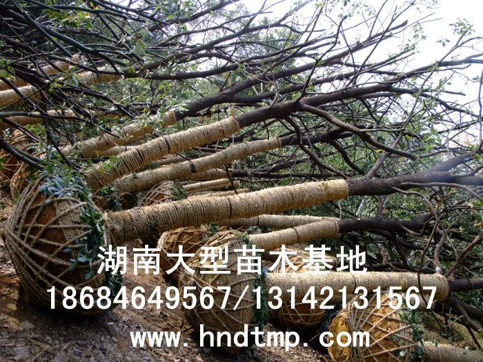 湖(hú)南(nán)綠(lǜ)化(huà)苗木(mù),湖(hú)南(nán)紅(hóng)葉石楠,湖(hú)南(nán)黑(hēi)松,湖(hú)南(nán)桂花(huā),湖(hú)南(nán)花(huā)木(mù)湖(hú)南(nán)香樟基地(dì),湖(hú)南(nán)香樟批發,湖(hú)南(nán)香樟樹(shù),長(cháng)沙香樟樹(shù),長(cháng)沙香樟小(xiǎo)苗,湖(hú)南(nán) 香樟種子(zǐ),湖(hú)南(nán)長(cháng)沙香樟種子(zǐ)批發湖(hú)南(nán)渡頭苗木(mù)為(wèi)你(nǐ)分(fēn)享ww.hndtmp.com,長(cháng)沙苗木(mù),長(cháng)沙綠(lǜ)化(huà),更多(duō)信息,請(qǐng)浏覽我們的(de)網站(zhàn)★浏陽地(dì)區(qū)大(dà)量求購(gòu)4公分(fēn)香樟★浏陽地(dì)區(qū)大(dà)量供應香樟3-20公分(fēn)★浏陽地(dì)區(qū)大(dà)量求購(gòu)3-15公分(fēn)香樟★浏陽香樟基地(dì)★跳(tiào)馬香樟基地(dì)★柏加香樟基地(dì)★柏加香樟苗圃★浏陽大(dà)型苗木(mù)基地(dì)★湖(hú)南(nán)大(dà)型苗木(mù)生(shēng)産基地(dì)★渡頭峥嵘苗圃★浏陽市(shì)柏加渡頭園林(lín)綠(lǜ)化(huà)苗圃★綠(lǜ)化(huà)苗木(mù)★園林(lín)綠(lǜ)化(huà)★綠(lǜ) 湖(hú)南(nán)綠(lǜ)化(huà)苗木(mù),湖(hú)南(nán)紅(hóng)葉石楠,湖(hú)南(nán)黑(hēi)松,湖(hú)南(nán)桂花(huā),湖(hú)南(nán)花(huā)木(mù)湖(hú)南(nán)香樟基地(dì),湖(hú)南(nán)香樟批發,湖(hú)南(nán)香樟樹(shù),長(cháng)沙香樟樹(shù),長(cháng)沙香樟小(xiǎo)苗,湖(hú)南(nán) 香樟種子(zǐ),湖(hú)南(nán)長(cháng)沙香樟種子(zǐ)批發湖(hú)南(nán)渡頭苗木(mù)為(wèi)你(nǐ)分(fēn)享ww.hndtmp.com,長(cháng)沙苗木(mù),長(cháng)沙綠(lǜ)化(huà),更多(duō)信息,請(qǐng)浏覽我們的(de)網站(zhàn)★浏陽地(dì)區(qū)大(dà)量求購(gòu)4公分(fēn)香樟★浏陽地(dì)區(qū)大(dà)量供應香樟3-20公分(fēn)★浏陽地(dì)區(qū)大(dà)量求購(gòu)3-15公分(fēn)香樟★浏陽香樟基地(dì)★跳(tiào)馬香樟基地(dì)★柏加香樟基地(dì)★柏加香樟苗圃★浏陽大(dà)型苗木(mù)基地(dì)★湖(hú)南(nán)大(dà)型苗木(mù)生(shēng)産基地(dì)★渡頭峥嵘苗圃★浏陽市(shì)柏加渡頭園林(lín)綠(lǜ)化(huà)苗圃★綠(lǜ)化(huà)苗木(mù)★園林(lín)綠(lǜ)化(huà)★綠(lǜ)