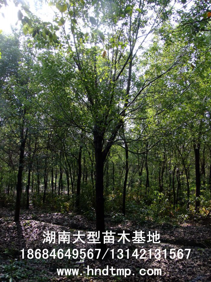 湖(hú)南(nán)綠(lǜ)化(huà)苗木(mù),湖(hú)南(nán)紅(hóng)葉石楠,湖(hú)南(nán)黑(hēi)松,湖(hú)南(nán)桂花(huā),湖(hú)南(nán)花(huā)木(mù)湖(hú)南(nán)香樟基地(dì),湖(hú)南(nán)香樟批發,湖(hú)南(nán)香樟樹(shù),長(cháng)沙香樟樹(shù),長(cháng)沙香樟小(xiǎo)苗,湖(hú)南(nán) 香樟種子(zǐ),湖(hú)南(nán)長(cháng)沙香樟種子(zǐ)批發湖(hú)南(nán)渡頭苗木(mù)為(wèi)你(nǐ)分(fēn)享ww.hndtmp.com,長(cháng)沙苗木(mù),長(cháng)沙綠(lǜ)化(huà),更多(duō)信息,請(qǐng)浏覽我們的(de)網站(zhàn)★浏陽地(dì)區(qū)大(dà)量求購(gòu)4公分(fēn)香樟★浏陽地(dì)區(qū)大(dà)量供應香樟3-20公分(fēn)★浏陽地(dì)區(qū)大(dà)量求購(gòu)3-15公分(fēn)香樟★浏陽香樟基地(dì)★跳(tiào)馬香樟基地(dì)★柏加香樟基地(dì)★柏加香樟苗圃★浏陽大(dà)型苗木(mù)基地(dì)★湖(hú)南(nán)大(dà)型苗木(mù)生(shēng)産基地(dì)★渡頭峥嵘苗圃★浏陽市(shì)柏加渡頭園林(lín)綠(lǜ)化(huà)苗圃★綠(lǜ)化(huà)苗木(mù)★園林(lín)綠(lǜ)化(huà)★綠(lǜ) 湖(hú)南(nán)綠(lǜ)化(huà)苗木(mù),湖(hú)南(nán)紅(hóng)葉石楠,湖(hú)南(nán)黑(hēi)松,湖(hú)南(nán)桂花(huā),湖(hú)南(nán)花(huā)木(mù)湖(hú)南(nán)香樟基地(dì),湖(hú)南(nán)香樟批發,湖(hú)南(nán)香樟樹(shù),長(cháng)沙香樟樹(shù),長(cháng)沙香樟小(xiǎo)苗,湖(hú)南(nán) 香樟種子(zǐ),湖(hú)南(nán)長(cháng)沙香樟種子(zǐ)批發湖(hú)南(nán)渡頭苗木(mù)為(wèi)你(nǐ)分(fēn)享ww.hndtmp.com,長(cháng)沙苗木(mù),長(cháng)沙綠(lǜ)化(huà),更多(duō)信息,請(qǐng)浏覽我們的(de)網站(zhàn)★浏陽地(dì)區(qū)大(dà)量求購(gòu)4公分(fēn)香樟★浏陽地(dì)區(qū)大(dà)量供應香樟3-20公分(fēn)★浏陽地(dì)區(qū)大(dà)量求購(gòu)3-15公分(fēn)香樟★浏陽香樟基地(dì)★跳(tiào)馬香樟基地(dì)★柏加香樟基地(dì)★柏加香樟苗圃★浏陽大(dà)型苗木(mù)基地(dì)★湖(hú)南(nán)大(dà)型苗木(mù)生(shēng)産基地(dì)★渡頭峥嵘苗圃★浏陽市(shì)柏加渡頭園林(lín)綠(lǜ)化(huà)苗圃★綠(lǜ)化(huà)苗木(mù)★園林(lín)綠(lǜ)化(huà)★綠(lǜ)