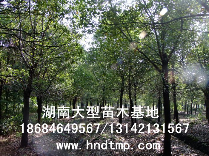 湖(hú)南(nán)綠(lǜ)化(huà)苗木(mù),湖(hú)南(nán)紅(hóng)葉石楠,湖(hú)南(nán)黑(hēi)松,湖(hú)南(nán)桂花(huā),湖(hú)南(nán)花(huā)木(mù)湖(hú)南(nán)香樟基地(dì),湖(hú)南(nán)香樟批發,湖(hú)南(nán)香樟樹(shù),長(cháng)沙香樟樹(shù),長(cháng)沙香樟小(xiǎo)苗,湖(hú)南(nán) 香樟種子(zǐ),湖(hú)南(nán)長(cháng)沙香樟種子(zǐ)批發湖(hú)南(nán)渡頭苗木(mù)為(wèi)你(nǐ)分(fēn)享ww.hndtmp.com,長(cháng)沙苗木(mù),長(cháng)沙綠(lǜ)化(huà),更多(duō)信息,請(qǐng)浏覽我們的(de)網站(zhàn)★浏陽地(dì)區(qū)大(dà)量求購(gòu)4公分(fēn)香樟★浏陽地(dì)區(qū)大(dà)量供應香樟3-20公分(fēn)★浏陽地(dì)區(qū)大(dà)量求購(gòu)3-15公分(fēn)香樟★浏陽香樟基地(dì)★跳(tiào)馬香樟基地(dì)★柏加香樟基地(dì)★柏加香樟苗圃★浏陽大(dà)型苗木(mù)基地(dì)★湖(hú)南(nán)大(dà)型苗木(mù)生(shēng)産基地(dì)★渡頭峥嵘苗圃★浏陽市(shì)柏加渡頭園林(lín)綠(lǜ)化(huà)苗圃★綠(lǜ)化(huà)苗木(mù)★園林(lín)綠(lǜ)化(huà)★綠(lǜ) 湖(hú)南(nán)綠(lǜ)化(huà)苗木(mù),湖(hú)南(nán)紅(hóng)葉石楠,湖(hú)南(nán)黑(hēi)松,湖(hú)南(nán)桂花(huā),湖(hú)南(nán)花(huā)木(mù)湖(hú)南(nán)香樟基地(dì),湖(hú)南(nán)香樟批發,湖(hú)南(nán)香樟樹(shù),長(cháng)沙香樟樹(shù),長(cháng)沙香樟小(xiǎo)苗,湖(hú)南(nán) 香樟種子(zǐ),湖(hú)南(nán)長(cháng)沙香樟種子(zǐ)批發湖(hú)南(nán)渡頭苗木(mù)為(wèi)你(nǐ)分(fēn)享ww.hndtmp.com,長(cháng)沙苗木(mù),長(cháng)沙綠(lǜ)化(huà),更多(duō)信息,請(qǐng)浏覽我們的(de)網站(zhàn)★浏陽地(dì)區(qū)大(dà)量求購(gòu)4公分(fēn)香樟★浏陽地(dì)區(qū)大(dà)量供應香樟3-20公分(fēn)★浏陽地(dì)區(qū)大(dà)量求購(gòu)3-15公分(fēn)香樟★浏陽香樟基地(dì)★跳(tiào)馬香樟基地(dì)★柏加香樟基地(dì)★柏加香樟苗圃★浏陽大(dà)型苗木(mù)基地(dì)★湖(hú)南(nán)大(dà)型苗木(mù)生(shēng)産基地(dì)★渡頭峥嵘苗圃★浏陽市(shì)柏加渡頭園林(lín)綠(lǜ)化(huà)苗圃★綠(lǜ)化(huà)苗木(mù)★園林(lín)綠(lǜ)化(huà)★綠(lǜ)