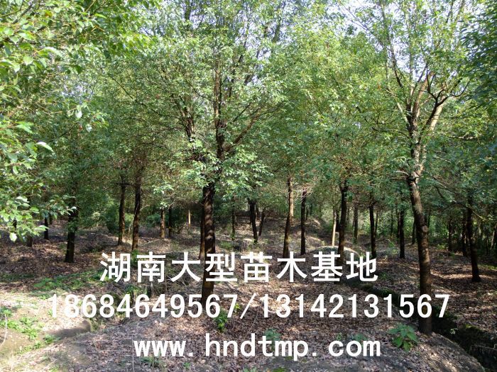 湖(hú)南(nán)綠(lǜ)化(huà)苗木(mù),湖(hú)南(nán)紅(hóng)葉石楠,湖(hú)南(nán)黑(hēi)松,湖(hú)南(nán)桂花(huā),湖(hú)南(nán)花(huā)木(mù)湖(hú)南(nán)香樟基地(dì),湖(hú)南(nán)香樟批發,湖(hú)南(nán)香樟樹(shù),長(cháng)沙香樟樹(shù),長(cháng)沙香樟小(xiǎo)苗,湖(hú)南(nán) 香樟種子(zǐ),湖(hú)南(nán)長(cháng)沙香樟種子(zǐ)批發湖(hú)南(nán)渡頭苗木(mù)為(wèi)你(nǐ)分(fēn)享ww.hndtmp.com,長(cháng)沙苗木(mù),長(cháng)沙綠(lǜ)化(huà),更多(duō)信息,請(qǐng)浏覽我們的(de)網站(zhàn)★浏陽地(dì)區(qū)大(dà)量求購(gòu)4公分(fēn)香樟★浏陽地(dì)區(qū)大(dà)量供應香樟3-20公分(fēn)★浏陽地(dì)區(qū)大(dà)量求購(gòu)3-15公分(fēn)香樟★浏陽香樟基地(dì)★跳(tiào)馬香樟基地(dì)★柏加香樟基地(dì)★柏加香樟苗圃★浏陽大(dà)型苗木(mù)基地(dì)★湖(hú)南(nán)大(dà)型苗木(mù)生(shēng)産基地(dì)★渡頭峥嵘苗圃★浏陽市(shì)柏加渡頭園林(lín)綠(lǜ)化(huà)苗圃★綠(lǜ)化(huà)苗木(mù)★園林(lín)綠(lǜ)化(huà)★綠(lǜ) 湖(hú)南(nán)綠(lǜ)化(huà)苗木(mù),湖(hú)南(nán)紅(hóng)葉石楠,湖(hú)南(nán)黑(hēi)松,湖(hú)南(nán)桂花(huā),湖(hú)南(nán)花(huā)木(mù)湖(hú)南(nán)香樟基地(dì),湖(hú)南(nán)香樟批發,湖(hú)南(nán)香樟樹(shù),長(cháng)沙香樟樹(shù),長(cháng)沙香樟小(xiǎo)苗,湖(hú)南(nán) 香樟種子(zǐ),湖(hú)南(nán)長(cháng)沙香樟種子(zǐ)批發湖(hú)南(nán)渡頭苗木(mù)為(wèi)你(nǐ)分(fēn)享ww.hndtmp.com,長(cháng)沙苗木(mù),長(cháng)沙綠(lǜ)化(huà),更多(duō)信息,請(qǐng)浏覽我們的(de)網站(zhàn)★浏陽地(dì)區(qū)大(dà)量求購(gòu)4公分(fēn)香樟★浏陽地(dì)區(qū)大(dà)量供應香樟3-20公分(fēn)★浏陽地(dì)區(qū)大(dà)量求購(gòu)3-15公分(fēn)香樟★浏陽香樟基地(dì)★跳(tiào)馬香樟基地(dì)★柏加香樟基地(dì)★柏加香樟苗圃★浏陽大(dà)型苗木(mù)基地(dì)★湖(hú)南(nán)大(dà)型苗木(mù)生(shēng)産基地(dì)★渡頭峥嵘苗圃★浏陽市(shì)柏加渡頭園林(lín)綠(lǜ)化(huà)苗圃★綠(lǜ)化(huà)苗木(mù)★園林(lín)綠(lǜ)化(huà)★綠(lǜ)