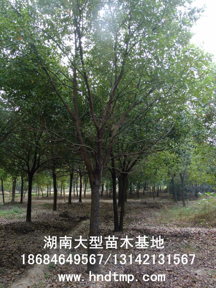 湖(hú)南(nán)綠(lǜ)化(huà)苗木(mù),湖(hú)南(nán)紅(hóng)葉石楠,湖(hú)南(nán)黑(hēi)松,湖(hú)南(nán)桂花(huā),湖(hú)南(nán)花(huā)木(mù)湖(hú)南(nán)香樟基地(dì),湖(hú)南(nán)香樟批發,湖(hú)南(nán)香樟樹(shù),長(cháng)沙香樟樹(shù),長(cháng)沙香樟小(xiǎo)苗,湖(hú)南(nán) 香樟種子(zǐ),湖(hú)南(nán)長(cháng)沙香樟種子(zǐ)批發湖(hú)南(nán)渡頭苗木(mù)為(wèi)你(nǐ)分(fēn)享ww.hndtmp.com,長(cháng)沙苗木(mù),長(cháng)沙綠(lǜ)化(huà),更多(duō)信息,請(qǐng)浏覽我們的(de)網站(zhàn)★浏陽地(dì)區(qū)大(dà)量求購(gòu)4公分(fēn)香樟★浏陽地(dì)區(qū)大(dà)量供應香樟3-20公分(fēn)★浏陽地(dì)區(qū)大(dà)量求購(gòu)3-15公分(fēn)香樟★浏陽香樟基地(dì)★跳(tiào)馬香樟基地(dì)★柏加香樟基地(dì)★柏加香樟苗圃★浏陽大(dà)型苗木(mù)基地(dì)★湖(hú)南(nán)大(dà)型苗木(mù)生(shēng)産基地(dì)★渡頭峥嵘苗圃★浏陽市(shì)柏加渡頭園林(lín)綠(lǜ)化(huà)苗圃★綠(lǜ)化(huà)苗木(mù)★園林(lín)綠(lǜ)化(huà)★綠(lǜ) 湖(hú)南(nán)綠(lǜ)化(huà)苗木(mù),湖(hú)南(nán)紅(hóng)葉石楠,湖(hú)南(nán)黑(hēi)松,湖(hú)南(nán)桂花(huā),湖(hú)南(nán)花(huā)木(mù)湖(hú)南(nán)香樟基地(dì),湖(hú)南(nán)香樟批發,湖(hú)南(nán)香樟樹(shù),長(cháng)沙香樟樹(shù),長(cháng)沙香樟小(xiǎo)苗,湖(hú)南(nán) 香樟種子(zǐ),湖(hú)南(nán)長(cháng)沙香樟種子(zǐ)批發湖(hú)南(nán)渡頭苗木(mù)為(wèi)你(nǐ)分(fēn)享ww.hndtmp.com,長(cháng)沙苗木(mù),長(cháng)沙綠(lǜ)化(huà),更多(duō)信息,請(qǐng)浏覽我們的(de)網站(zhàn)★浏陽地(dì)區(qū)大(dà)量求購(gòu)4公分(fēn)香樟★浏陽地(dì)區(qū)大(dà)量供應香樟3-20公分(fēn)★浏陽地(dì)區(qū)大(dà)量求購(gòu)3-15公分(fēn)香樟★浏陽香樟基地(dì)★跳(tiào)馬香樟基地(dì)★柏加香樟基地(dì)★柏加香樟苗圃★浏陽大(dà)型苗木(mù)基地(dì)★湖(hú)南(nán)大(dà)型苗木(mù)生(shēng)産基地(dì)★渡頭峥嵘苗圃★浏陽市(shì)柏加渡頭園林(lín)綠(lǜ)化(huà)苗圃★綠(lǜ)化(huà)苗木(mù)★園林(lín)綠(lǜ)化(huà)★綠(lǜ)