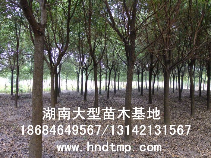 湖(hú)南(nán)綠(lǜ)化(huà)苗木(mù),湖(hú)南(nán)紅(hóng)葉石楠,湖(hú)南(nán)黑(hēi)松,湖(hú)南(nán)桂花(huā),湖(hú)南(nán)花(huā)木(mù)湖(hú)南(nán)香樟基地(dì),湖(hú)南(nán)香樟批發,湖(hú)南(nán)香樟樹(shù),長(cháng)沙香樟樹(shù),長(cháng)沙香樟小(xiǎo)苗,湖(hú)南(nán) 香樟種子(zǐ),湖(hú)南(nán)長(cháng)沙香樟種子(zǐ)批發湖(hú)南(nán)渡頭苗木(mù)為(wèi)你(nǐ)分(fēn)享ww.hndtmp.com,長(cháng)沙苗木(mù),長(cháng)沙綠(lǜ)化(huà),更多(duō)信息,請(qǐng)浏覽我們的(de)網站(zhàn)★浏陽地(dì)區(qū)大(dà)量求購(gòu)4公分(fēn)香樟★浏陽地(dì)區(qū)大(dà)量供應香樟3-20公分(fēn)★浏陽地(dì)區(qū)大(dà)量求購(gòu)3-15公分(fēn)香樟★浏陽香樟基地(dì)★跳(tiào)馬香樟基地(dì)★柏加香樟基地(dì)★柏加香樟苗圃★浏陽大(dà)型苗木(mù)基地(dì)★湖(hú)南(nán)大(dà)型苗木(mù)生(shēng)産基地(dì)★渡頭峥嵘苗圃★浏陽市(shì)柏加渡頭園林(lín)綠(lǜ)化(huà)苗圃★綠(lǜ)化(huà)苗木(mù)★園林(lín)綠(lǜ)化(huà)★綠(lǜ) 湖(hú)南(nán)綠(lǜ)化(huà)苗木(mù),湖(hú)南(nán)紅(hóng)葉石楠,湖(hú)南(nán)黑(hēi)松,湖(hú)南(nán)桂花(huā),湖(hú)南(nán)花(huā)木(mù)湖(hú)南(nán)香樟基地(dì),湖(hú)南(nán)香樟批發,湖(hú)南(nán)香樟樹(shù),長(cháng)沙香樟樹(shù),長(cháng)沙香樟小(xiǎo)苗,湖(hú)南(nán) 香樟種子(zǐ),湖(hú)南(nán)長(cháng)沙香樟種子(zǐ)批發湖(hú)南(nán)渡頭苗木(mù)為(wèi)你(nǐ)分(fēn)享ww.hndtmp.com,長(cháng)沙苗木(mù),長(cháng)沙綠(lǜ)化(huà),更多(duō)信息,請(qǐng)浏覽我們的(de)網站(zhàn)★浏陽地(dì)區(qū)大(dà)量求購(gòu)4公分(fēn)香樟★浏陽地(dì)區(qū)大(dà)量供應香樟3-20公分(fēn)★浏陽地(dì)區(qū)大(dà)量求購(gòu)3-15公分(fēn)香樟★浏陽香樟基地(dì)★跳(tiào)馬香樟基地(dì)★柏加香樟基地(dì)★柏加香樟苗圃★浏陽大(dà)型苗木(mù)基地(dì)★湖(hú)南(nán)大(dà)型苗木(mù)生(shēng)産基地(dì)★渡頭峥嵘苗圃★浏陽市(shì)柏加渡頭園林(lín)綠(lǜ)化(huà)苗圃★綠(lǜ)化(huà)苗木(mù)★園林(lín)綠(lǜ)化(huà)★綠(lǜ)