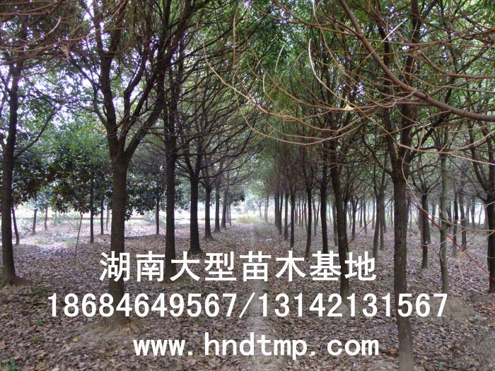 湖(hú)南(nán)綠(lǜ)化(huà)苗木(mù),湖(hú)南(nán)紅(hóng)葉石楠,湖(hú)南(nán)黑(hēi)松,湖(hú)南(nán)桂花(huā),湖(hú)南(nán)花(huā)木(mù)湖(hú)南(nán)香樟基地(dì),湖(hú)南(nán)香樟批發,湖(hú)南(nán)香樟樹(shù),長(cháng)沙香樟樹(shù),長(cháng)沙香樟小(xiǎo)苗,湖(hú)南(nán) 香樟種子(zǐ),湖(hú)南(nán)長(cháng)沙香樟種子(zǐ)批發湖(hú)南(nán)渡頭苗木(mù)為(wèi)你(nǐ)分(fēn)享ww.hndtmp.com,長(cháng)沙苗木(mù),長(cháng)沙綠(lǜ)化(huà),更多(duō)信息,請(qǐng)浏覽我們的(de)網站(zhàn)★浏陽地(dì)區(qū)大(dà)量求購(gòu)4公分(fēn)香樟★浏陽地(dì)區(qū)大(dà)量供應香樟3-20公分(fēn)★浏陽地(dì)區(qū)大(dà)量求購(gòu)3-15公分(fēn)香樟★浏陽香樟基地(dì)★跳(tiào)馬香樟基地(dì)★柏加香樟基地(dì)★柏加香樟苗圃★浏陽大(dà)型苗木(mù)基地(dì)★湖(hú)南(nán)大(dà)型苗木(mù)生(shēng)産基地(dì)★渡頭峥嵘苗圃★浏陽市(shì)柏加渡頭園林(lín)綠(lǜ)化(huà)苗圃★綠(lǜ)化(huà)苗木(mù)★園林(lín)綠(lǜ)化(huà)★綠(lǜ) 湖(hú)南(nán)綠(lǜ)化(huà)苗木(mù),湖(hú)南(nán)紅(hóng)葉石楠,湖(hú)南(nán)黑(hēi)松,湖(hú)南(nán)桂花(huā),湖(hú)南(nán)花(huā)木(mù)湖(hú)南(nán)香樟基地(dì),湖(hú)南(nán)香樟批發,湖(hú)南(nán)香樟樹(shù),長(cháng)沙香樟樹(shù),長(cháng)沙香樟小(xiǎo)苗,湖(hú)南(nán) 香樟種子(zǐ),湖(hú)南(nán)長(cháng)沙香樟種子(zǐ)批發湖(hú)南(nán)渡頭苗木(mù)為(wèi)你(nǐ)分(fēn)享ww.hndtmp.com,長(cháng)沙苗木(mù),長(cháng)沙綠(lǜ)化(huà),更多(duō)信息,請(qǐng)浏覽我們的(de)網站(zhàn)★浏陽地(dì)區(qū)大(dà)量求購(gòu)4公分(fēn)香樟★浏陽地(dì)區(qū)大(dà)量供應香樟3-20公分(fēn)★浏陽地(dì)區(qū)大(dà)量求購(gòu)3-15公分(fēn)香樟★浏陽香樟基地(dì)★跳(tiào)馬香樟基地(dì)★柏加香樟基地(dì)★柏加香樟苗圃★浏陽大(dà)型苗木(mù)基地(dì)★湖(hú)南(nán)大(dà)型苗木(mù)生(shēng)産基地(dì)★渡頭峥嵘苗圃★浏陽市(shì)柏加渡頭園林(lín)綠(lǜ)化(huà)苗圃★綠(lǜ)化(huà)苗木(mù)★園林(lín)綠(lǜ)化(huà)★綠(lǜ)