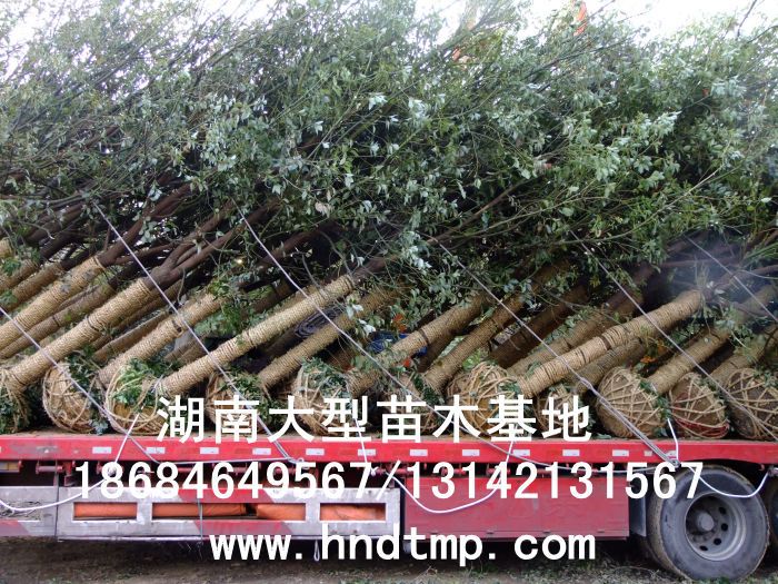 湖(hú)南(nán)綠(lǜ)化(huà)苗木(mù),湖(hú)南(nán)紅(hóng)葉石楠,湖(hú)南(nán)黑(hēi)松,湖(hú)南(nán)桂花(huā),湖(hú)南(nán)花(huā)木(mù)湖(hú)南(nán)香樟基地(dì),湖(hú)南(nán)香樟批發,湖(hú)南(nán)香樟樹(shù),長(cháng)沙香樟樹(shù),長(cháng)沙香樟小(xiǎo)苗,湖(hú)南(nán) 香樟種子(zǐ),湖(hú)南(nán)長(cháng)沙香樟種子(zǐ)批發湖(hú)南(nán)渡頭苗木(mù)為(wèi)你(nǐ)分(fēn)享ww.hndtmp.com,長(cháng)沙苗木(mù),長(cháng)沙綠(lǜ)化(huà),更多(duō)信息,請(qǐng)浏覽我們的(de)網站(zhàn)★浏陽地(dì)區(qū)大(dà)量求購(gòu)4公分(fēn)香樟★浏陽地(dì)區(qū)大(dà)量供應香樟3-20公分(fēn)★浏陽地(dì)區(qū)大(dà)量求購(gòu)3-15公分(fēn)香樟★浏陽香樟基地(dì)★跳(tiào)馬香樟基地(dì)★柏加香樟基地(dì)★柏加香樟苗圃★浏陽大(dà)型苗木(mù)基地(dì)★湖(hú)南(nán)大(dà)型苗木(mù)生(shēng)産基地(dì)★渡頭峥嵘苗圃★浏陽市(shì)柏加渡頭園林(lín)綠(lǜ)化(huà)苗圃★綠(lǜ)化(huà)苗木(mù)★園林(lín)綠(lǜ)化(huà)★綠(lǜ) 湖(hú)南(nán)綠(lǜ)化(huà)苗木(mù),湖(hú)南(nán)紅(hóng)葉石楠,湖(hú)南(nán)黑(hēi)松,湖(hú)南(nán)桂花(huā),湖(hú)南(nán)花(huā)木(mù)湖(hú)南(nán)香樟基地(dì),湖(hú)南(nán)香樟批發,湖(hú)南(nán)香樟樹(shù),長(cháng)沙香樟樹(shù),長(cháng)沙香樟小(xiǎo)苗,湖(hú)南(nán) 香樟種子(zǐ),湖(hú)南(nán)長(cháng)沙香樟種子(zǐ)批發湖(hú)南(nán)渡頭苗木(mù)為(wèi)你(nǐ)分(fēn)享ww.hndtmp.com,長(cháng)沙苗木(mù),長(cháng)沙綠(lǜ)化(huà),更多(duō)信息,請(qǐng)浏覽我們的(de)網站(zhàn)★浏陽地(dì)區(qū)大(dà)量求購(gòu)4公分(fēn)香樟★浏陽地(dì)區(qū)大(dà)量供應香樟3-20公分(fēn)★浏陽地(dì)區(qū)大(dà)量求購(gòu)3-15公分(fēn)香樟★浏陽香樟基地(dì)★跳(tiào)馬香樟基地(dì)★柏加香樟基地(dì)★柏加香樟苗圃★浏陽大(dà)型苗木(mù)基地(dì)★湖(hú)南(nán)大(dà)型苗木(mù)生(shēng)産基地(dì)★渡頭峥嵘苗圃★浏陽市(shì)柏加渡頭園林(lín)綠(lǜ)化(huà)苗圃★綠(lǜ)化(huà)苗木(mù)★園林(lín)綠(lǜ)化(huà)★綠(lǜ)