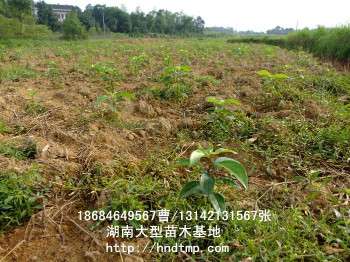 香樟★香樟基地(dì)★香樟價格★香樟苗圃★香樟直銷★香樟最新價格★香樟苗圃基地(dì)★香樟最新行(xíng)情價格★