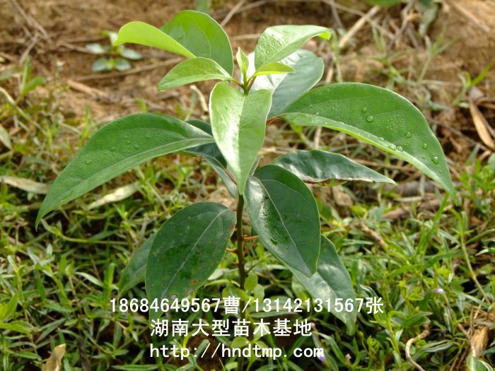 香樟★香樟基地(dì)★香樟價格★香樟苗圃★香樟直銷★香樟最新價格★香樟苗圃基地(dì)★香樟最新行(xíng)情價格★