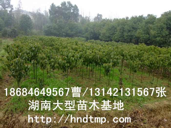 香樟★香樟基地(dì)★香樟價格★香樟苗圃★香樟直銷★香樟最新價格★香樟苗圃基地(dì)★香樟最新行(xíng)情價格★
