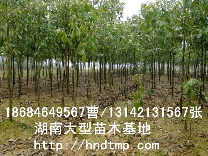 香樟★香樟基地(dì)★香樟價格★香樟苗圃★香樟直銷★香樟最新價格★香樟苗圃基地(dì)★香樟最新行(xíng)情價格★