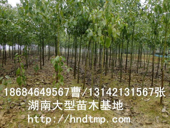 香樟★香樟基地(dì)★香樟價格★香樟苗圃★香樟直銷★香樟最新價格★香樟苗圃基地(dì)★香樟最新行(xíng)情價格★