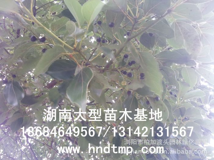 湖(hú)南(nán)綠(lǜ)化(huà)苗木(mù),湖(hú)南(nán)紅(hóng)葉石楠,湖(hú)南(nán)黑(hēi)松,湖(hú)南(nán)桂花(huā),湖(hú)南(nán)花(huā)木(mù)湖(hú)南(nán)香樟基地(dì),湖(hú)南(nán)香樟批發,湖(hú)南(nán)香樟樹(shù),長(cháng)沙香樟樹(shù),長(cháng)沙香樟小(xiǎo)苗,湖(hú)南(nán) 香樟種子(zǐ),湖(hú)南(nán)長(cháng)沙香樟種子(zǐ)批發湖(hú)南(nán)渡頭苗木(mù)為(wèi)你(nǐ)分(fēn)享ww.hndtmp.com,長(cháng)沙苗木(mù),長(cháng)沙綠(lǜ)化(huà),更多(duō)信息,請(qǐng)浏覽我們的(de)網站(zhàn)★浏陽地(dì)區(qū)大(dà)量求購(gòu)4公分(fēn)香樟★浏陽地(dì)區(qū)大(dà)量供應香樟3-20公分(fēn)★浏陽地(dì)區(qū)大(dà)量求購(gòu)3-15公分(fēn)香樟★浏陽香樟基地(dì)★跳(tiào)馬香樟基地(dì)★柏加香樟基地(dì)★柏加香樟苗圃★浏陽大(dà)型苗木(mù)基地(dì)★湖(hú)南(nán)大(dà)型苗木(mù)生(shēng)産基地(dì)★渡頭峥嵘苗圃★浏陽市(shì)柏加渡頭園林(lín)綠(lǜ)化(huà)苗圃★綠(lǜ)化(huà)苗木(mù)★園林(lín)綠(lǜ)化(huà)★綠(lǜ) 湖(hú)南(nán)綠(lǜ)化(huà)苗木(mù),湖(hú)南(nán)紅(hóng)葉石楠,湖(hú)南(nán)黑(hēi)松,湖(hú)南(nán)桂花(huā),湖(hú)南(nán)花(huā)木(mù)湖(hú)南(nán)香樟基地(dì),湖(hú)南(nán)香樟批發,湖(hú)南(nán)香樟樹(shù),長(cháng)沙香樟樹(shù),長(cháng)沙香樟小(xiǎo)苗,湖(hú)南(nán) 香樟種子(zǐ),湖(hú)南(nán)長(cháng)沙香樟種子(zǐ)批發湖(hú)南(nán)渡頭苗木(mù)為(wèi)你(nǐ)分(fēn)享ww.hndtmp.com,長(cháng)沙苗木(mù),長(cháng)沙綠(lǜ)化(huà),更多(duō)信息,請(qǐng)浏覽我們的(de)網站(zhàn)★浏陽地(dì)區(qū)大(dà)量求購(gòu)4公分(fēn)香樟★浏陽地(dì)區(qū)大(dà)量供應香樟3-20公分(fēn)★浏陽地(dì)區(qū)大(dà)量求購(gòu)3-15公分(fēn)香樟★浏陽香樟基地(dì)★跳(tiào)馬香樟基地(dì)★柏加香樟基地(dì)★柏加香樟苗圃★浏陽大(dà)型苗木(mù)基地(dì)★湖(hú)南(nán)大(dà)型苗木(mù)生(shēng)産基地(dì)★渡頭峥嵘苗圃★浏陽市(shì)柏加渡頭園林(lín)綠(lǜ)化(huà)苗圃★綠(lǜ)化(huà)苗木(mù)★園林(lín)綠(lǜ)化(huà)★綠(lǜ)