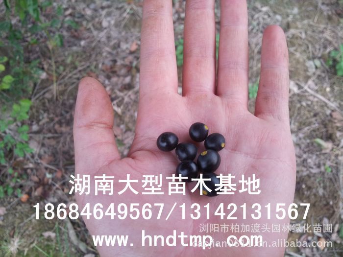 大(dà)葉樟種子(zǐ)★大(dà)葉樟和(hé)小(xiǎo)葉樟的(de)區(qū)别★樟樹(shù)的(de)品種有(yǒu)哪些(xiē)?★求購(gòu)大(dà)葉樟種子(zǐ)1噸★大(dà)量求購(gòu)大(dà)葉樟種子(zǐ)★大(dà)量求購(gòu)大(dà)葉樟新鮮種子(zǐ)★大(dà)量供應大(dà)葉樟種子(zǐ)★供應大(dà)葉樟種子(zǐ)★基地(dì)直供大(dà)葉樟種子(zǐ)★香樟★香樟基地(dì)★香樟價格★香樟苗圃★香樟直銷★香樟最新價格★香樟苗圃基地(dì)★香樟最新行(xíng)情價格★湖(hú)南(nán)地(dì)區(qū)香樟價格★湖(hú)南(nán)香樟★湖(hú)南(nán)香樟價格★湖(hú)南(nán)香樟最新行(xíng)情★湖(hú)南(nán)香樟基地(dì)★湖(hú)南(nán)香樟苗圃基地(dì)★湖(hú)南(nán)香樟直銷基地(dì)★長(cháng)沙香樟基地(dì)★長(cháng)沙香樟苗圃基地(dì)★長(cháng)沙哪裡(lǐ)有(yǒu)香樟賣★長(cháng)沙苗圃基地(dì)★長(cháng)沙大(dà)型香樟基地(dì)★長(cháng)沙香樟苗圃直銷基地(dì)★長(cháng)沙地(dì)區(qū)香樟價格★長(cháng)沙地(dì)區(qū)求購(gòu) 大(dà)葉樟種子(zǐ)★大(dà)葉樟和(hé)小(xiǎo)葉樟的(de)區(qū)别★樟樹(shù)的(de)品種有(yǒu)哪些(xiē)?★求購(gòu)大(dà)葉樟種子(zǐ)1噸★大(dà)量求購(gòu)大(dà)葉樟種子(zǐ)★大(dà)量求購(gòu)大(dà)葉樟新鮮種子(zǐ)★大(dà)量供應大(dà)葉樟種子(zǐ)★供應大(dà)葉樟種子(zǐ)★基地(dì)直供大(dà)葉樟種子(zǐ)★香樟★香樟基地(dì)★香樟價格★香樟苗圃★香樟直銷★香樟最新價格★香樟苗圃基地(dì)★香樟最新行(xíng)情價格★湖(hú)南(nán)地(dì)區(qū)香樟價格★湖(hú)南(nán)香樟★湖(hú)南(nán)香樟價格★湖(hú)南(nán)香樟最新行(xíng)情★湖(hú)南(nán)香樟基地(dì)★湖(hú)南(nán)香樟苗圃基地(dì)★湖(hú)南(nán)香樟直銷基地(dì)★長(cháng)沙香樟基地(dì)★長(cháng)沙香樟苗圃基地(dì)★長(cháng)沙哪裡(lǐ)有(yǒu)香樟賣★長(cháng)沙苗圃基地(dì)★長(cháng)沙大(dà)型香樟基地(dì)★長(cháng)沙香樟苗圃直銷基地(dì)★長(cháng)沙地(dì)區(qū)香樟價格★長(cháng)沙地(dì)區(qū)求購(gòu)