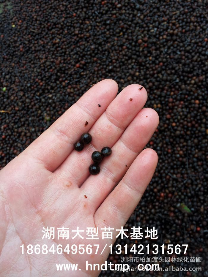 大(dà)葉樟種子(zǐ)★大(dà)葉樟和(hé)小(xiǎo)葉樟的(de)區(qū)别★樟樹(shù)的(de)品種有(yǒu)哪些(xiē)?★求購(gòu)大(dà)葉樟種子(zǐ)1噸★大(dà)量求購(gòu)大(dà)葉樟種子(zǐ)★大(dà)量求購(gòu)大(dà)葉樟新鮮種子(zǐ)★大(dà)量供應大(dà)葉樟種子(zǐ)★供應大(dà)葉樟種子(zǐ)★基地(dì)直供大(dà)葉樟種子(zǐ)★香樟★香樟基地(dì)★香樟價格★香樟苗圃★香樟直銷★香樟最新價格★香樟苗圃基地(dì)★香樟最新行(xíng)情價格★湖(hú)南(nán)地(dì)區(qū)香樟價格★湖(hú)南(nán)香樟★湖(hú)南(nán)香樟價格★湖(hú)南(nán)香樟最新行(xíng)情★湖(hú)南(nán)香樟基地(dì)★湖(hú)南(nán)香樟苗圃基地(dì)★湖(hú)南(nán)香樟直銷基地(dì)★長(cháng)沙香樟基地(dì)★長(cháng)沙香樟苗圃基地(dì)★長(cháng)沙哪裡(lǐ)有(yǒu)香樟賣★長(cháng)沙苗圃基地(dì)★長(cháng)沙大(dà)型香樟基地(dì)★長(cháng)沙香樟苗圃直銷基地(dì)★長(cháng)沙地(dì)區(qū)香樟價格★長(cháng)沙地(dì)區(qū)求購(gòu) 大(dà)葉樟種子(zǐ)★大(dà)葉樟和(hé)小(xiǎo)葉樟的(de)區(qū)别★樟樹(shù)的(de)品種有(yǒu)哪些(xiē)?★求購(gòu)大(dà)葉樟種子(zǐ)1噸★大(dà)量求購(gòu)大(dà)葉樟種子(zǐ)★大(dà)量求購(gòu)大(dà)葉樟新鮮種子(zǐ)★大(dà)量供應大(dà)葉樟種子(zǐ)★供應大(dà)葉樟種子(zǐ)★基地(dì)直供大(dà)葉樟種子(zǐ)★香樟★香樟基地(dì)★香樟價格★香樟苗圃★香樟直銷★香樟最新價格★香樟苗圃基地(dì)★香樟最新行(xíng)情價格★湖(hú)南(nán)地(dì)區(qū)香樟價格★湖(hú)南(nán)香樟★湖(hú)南(nán)香樟價格★湖(hú)南(nán)香樟最新行(xíng)情★湖(hú)南(nán)香樟基地(dì)★湖(hú)南(nán)香樟苗圃基地(dì)★湖(hú)南(nán)香樟直銷基地(dì)★長(cháng)沙香樟基地(dì)★長(cháng)沙香樟苗圃基地(dì)★長(cháng)沙哪裡(lǐ)有(yǒu)香樟賣★長(cháng)沙苗圃基地(dì)★長(cháng)沙大(dà)型香樟基地(dì)★長(cháng)沙香樟苗圃直銷基地(dì)★長(cháng)沙地(dì)區(qū)香樟價格★長(cháng)沙地(dì)區(qū)求購(gòu)