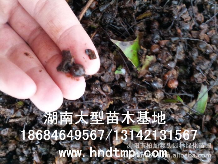 大(dà)葉樟種子(zǐ)★大(dà)葉樟和(hé)小(xiǎo)葉樟的(de)區(qū)别★樟樹(shù)的(de)品種有(yǒu)哪些(xiē)?★求購(gòu)大(dà)葉樟種子(zǐ)1噸★大(dà)量求購(gòu)大(dà)葉樟種子(zǐ)★大(dà)量求購(gòu)大(dà)葉樟新鮮種子(zǐ)★大(dà)量供應大(dà)葉樟種子(zǐ)★供應大(dà)葉樟種子(zǐ)★基地(dì)直供大(dà)葉樟種子(zǐ)★香樟★香樟基地(dì)★香樟價格★香樟苗圃★香樟直銷★香樟最新價格★香樟苗圃基地(dì)★香樟最新行(xíng)情價格★湖(hú)南(nán)地(dì)區(qū)香樟價格★湖(hú)南(nán)香樟★湖(hú)南(nán)香樟價格★湖(hú)南(nán)香樟最新行(xíng)情★湖(hú)南(nán)香樟基地(dì)★湖(hú)南(nán)香樟苗圃基地(dì)★湖(hú)南(nán)香樟直銷基地(dì)★長(cháng)沙香樟基地(dì)★長(cháng)沙香樟苗圃基地(dì)★長(cháng)沙哪裡(lǐ)有(yǒu)香樟賣★長(cháng)沙苗圃基地(dì)★長(cháng)沙大(dà)型香樟基地(dì)★長(cháng)沙香樟苗圃直銷基地(dì)★長(cháng)沙地(dì)區(qū)香樟價格★長(cháng)沙地(dì)區(qū)求購(gòu) 大(dà)葉樟種子(zǐ)★大(dà)葉樟和(hé)小(xiǎo)葉樟的(de)區(qū)别★樟樹(shù)的(de)品種有(yǒu)哪些(xiē)?★求購(gòu)大(dà)葉樟種子(zǐ)1噸★大(dà)量求購(gòu)大(dà)葉樟種子(zǐ)★大(dà)量求購(gòu)大(dà)葉樟新鮮種子(zǐ)★大(dà)量供應大(dà)葉樟種子(zǐ)★供應大(dà)葉樟種子(zǐ)★基地(dì)直供大(dà)葉樟種子(zǐ)★香樟★香樟基地(dì)★香樟價格★香樟苗圃★香樟直銷★香樟最新價格★香樟苗圃基地(dì)★香樟最新行(xíng)情價格★湖(hú)南(nán)地(dì)區(qū)香樟價格★湖(hú)南(nán)香樟★湖(hú)南(nán)香樟價格★湖(hú)南(nán)香樟最新行(xíng)情★湖(hú)南(nán)香樟基地(dì)★湖(hú)南(nán)香樟苗圃基地(dì)★湖(hú)南(nán)香樟直銷基地(dì)★長(cháng)沙香樟基地(dì)★長(cháng)沙香樟苗圃基地(dì)★長(cháng)沙哪裡(lǐ)有(yǒu)香樟賣★長(cháng)沙苗圃基地(dì)★長(cháng)沙大(dà)型香樟基地(dì)★長(cháng)沙香樟苗圃直銷基地(dì)★長(cháng)沙地(dì)區(qū)香樟價格★長(cháng)沙地(dì)區(qū)求購(gòu)