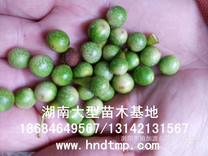 大(dà)葉樟種子(zǐ)★大(dà)葉樟和(hé)小(xiǎo)葉樟的(de)區(qū)别★樟樹(shù)的(de)品種有(yǒu)哪些(xiē)?★求購(gòu)大(dà)葉樟種子(zǐ)1噸★大(dà)量求購(gòu)大(dà)葉樟種子(zǐ)★大(dà)量求購(gòu)大(dà)葉樟新鮮種子(zǐ)★大(dà)量供應大(dà)葉樟種子(zǐ)★供應大(dà)葉樟種子(zǐ)★基地(dì)直供大(dà)葉樟種子(zǐ)★香樟★香樟基地(dì)★香樟價格★香樟苗圃★香樟直銷★香樟最新價格★香樟苗圃基地(dì)★香樟最新行(xíng)情價格★湖(hú)南(nán)地(dì)區(qū)香樟價格★湖(hú)南(nán)香樟★湖(hú)南(nán)香樟價格★湖(hú)南(nán)香樟最新行(xíng)情★湖(hú)南(nán)香樟基地(dì)★湖(hú)南(nán)香樟苗圃基地(dì)★湖(hú)南(nán)香樟直銷基地(dì)★長(cháng)沙香樟基地(dì)★長(cháng)沙香樟苗圃基地(dì)★長(cháng)沙哪裡(lǐ)有(yǒu)香樟賣★長(cháng)沙苗圃基地(dì)★長(cháng)沙大(dà)型香樟基地(dì)★長(cháng)沙香樟苗圃直銷基地(dì)★長(cháng)沙地(dì)區(qū)香樟價格★長(cháng)沙地(dì)區(qū)求購(gòu) 大(dà)葉樟種子(zǐ)★大(dà)葉樟和(hé)小(xiǎo)葉樟的(de)區(qū)别★樟樹(shù)的(de)品種有(yǒu)哪些(xiē)?★求購(gòu)大(dà)葉樟種子(zǐ)1噸★大(dà)量求購(gòu)大(dà)葉樟種子(zǐ)★大(dà)量求購(gòu)大(dà)葉樟新鮮種子(zǐ)★大(dà)量供應大(dà)葉樟種子(zǐ)★供應大(dà)葉樟種子(zǐ)★基地(dì)直供大(dà)葉樟種子(zǐ)★香樟★香樟基地(dì)★香樟價格★香樟苗圃★香樟直銷★香樟最新價格★香樟苗圃基地(dì)★香樟最新行(xíng)情價格★湖(hú)南(nán)地(dì)區(qū)香樟價格★湖(hú)南(nán)香樟★湖(hú)南(nán)香樟價格★湖(hú)南(nán)香樟最新行(xíng)情★湖(hú)南(nán)香樟基地(dì)★湖(hú)南(nán)香樟苗圃基地(dì)★湖(hú)南(nán)香樟直銷基地(dì)★長(cháng)沙香樟基地(dì)★長(cháng)沙香樟苗圃基地(dì)★長(cháng)沙哪裡(lǐ)有(yǒu)香樟賣★長(cháng)沙苗圃基地(dì)★長(cháng)沙大(dà)型香樟基地(dì)★長(cháng)沙香樟苗圃直銷基地(dì)★長(cháng)沙地(dì)區(qū)香樟價格★長(cháng)沙地(dì)區(qū)求購(gòu)