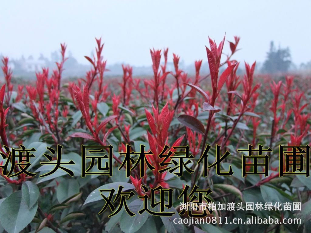 黃(huáng)花(huā)槐★黃(huáng)花(huā)槐價格★黃(huáng)花(huā)槐最新價格★黃(huáng)花(huā)槐最新行(xíng)情★黃(huáng)花(huā)槐湖(hú)南(nán)地(dì)區(qū)★湖(hú)南(nán)地(dì)區(qū)求購(gòu)黃(huáng)花(huā)槐★求購(gòu) 黃(huáng)花(huā)槐★黃(huáng)花(huā)槐價格★黃(huáng)花(huā)槐最新價格★黃(huáng)花(huā)槐最新行(xíng)情★黃(huáng)花(huā)槐湖(hú)南(nán)地(dì)區(qū)★湖(hú)南(nán)地(dì)區(qū)求購(gòu)黃(huáng)花(huā)槐★求購(gòu)