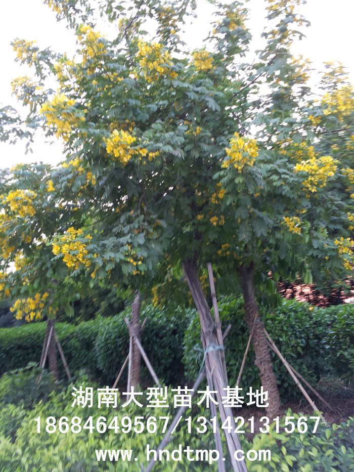 黃(huáng)花(huā)槐★黃(huáng)花(huā)槐價格★黃(huáng)花(huā)槐最新價格★黃(huáng)花(huā)槐最新行(xíng)情★黃(huáng)花(huā)槐湖(hú)南(nán)地(dì)區(qū)★湖(hú)南(nán)地(dì)區(qū)求購(gòu)黃(huáng)花(huā)槐★求購(gòu) 黃(huáng)花(huā)槐★黃(huáng)花(huā)槐價格★黃(huáng)花(huā)槐最新價格★黃(huáng)花(huā)槐最新行(xíng)情★黃(huáng)花(huā)槐湖(hú)南(nán)地(dì)區(qū)★湖(hú)南(nán)地(dì)區(qū)求購(gòu)黃(huáng)花(huā)槐★求購(gòu)