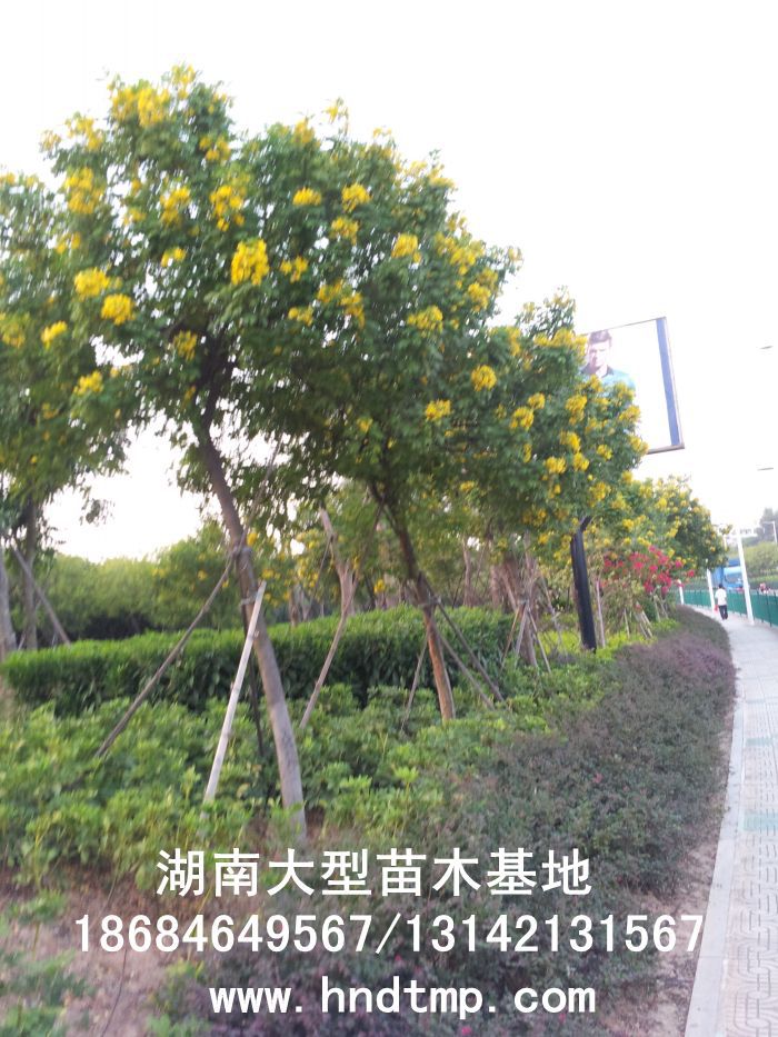 黃(huáng)花(huā)槐★黃(huáng)花(huā)槐價格★黃(huáng)花(huā)槐最新價格★黃(huáng)花(huā)槐最新行(xíng)情★黃(huáng)花(huā)槐湖(hú)南(nán)地(dì)區(qū)★湖(hú)南(nán)地(dì)區(qū)求購(gòu)黃(huáng)花(huā)槐★求購(gòu) 黃(huáng)花(huā)槐★黃(huáng)花(huā)槐價格★黃(huáng)花(huā)槐最新價格★黃(huáng)花(huā)槐最新行(xíng)情★黃(huáng)花(huā)槐湖(hú)南(nán)地(dì)區(qū)★湖(hú)南(nán)地(dì)區(qū)求購(gòu)黃(huáng)花(huā)槐★求購(gòu)