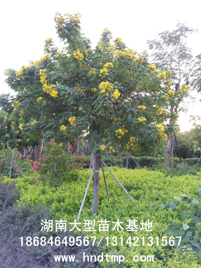 黃(huáng)花(huā)槐★黃(huáng)花(huā)槐價格★黃(huáng)花(huā)槐最新價格★黃(huáng)花(huā)槐最新行(xíng)情★黃(huáng)花(huā)槐湖(hú)南(nán)地(dì)區(qū)★湖(hú)南(nán)地(dì)區(qū)求購(gòu)黃(huáng)花(huā)槐★求購(gòu) 黃(huáng)花(huā)槐★黃(huáng)花(huā)槐價格★黃(huáng)花(huā)槐最新價格★黃(huáng)花(huā)槐最新行(xíng)情★黃(huáng)花(huā)槐湖(hú)南(nán)地(dì)區(qū)★湖(hú)南(nán)地(dì)區(qū)求購(gòu)黃(huáng)花(huā)槐★求購(gòu)