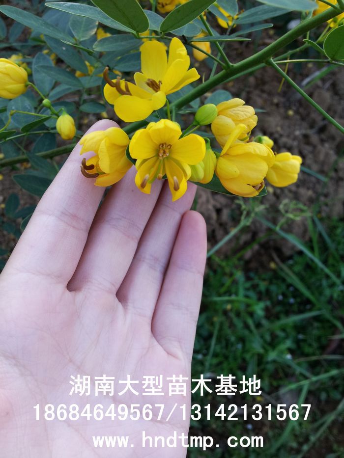 黃(huáng)花(huā)槐★黃(huáng)花(huā)槐價格★黃(huáng)花(huā)槐最新價格★黃(huáng)花(huā)槐最新行(xíng)情★黃(huáng)花(huā)槐湖(hú)南(nán)地(dì)區(qū)★湖(hú)南(nán)地(dì)區(qū)求購(gòu)黃(huáng)花(huā)槐★求購(gòu) 黃(huáng)花(huā)槐★黃(huáng)花(huā)槐價格★黃(huáng)花(huā)槐最新價格★黃(huáng)花(huā)槐最新行(xíng)情★黃(huáng)花(huā)槐湖(hú)南(nán)地(dì)區(qū)★湖(hú)南(nán)地(dì)區(qū)求購(gòu)黃(huáng)花(huā)槐★求購(gòu)
