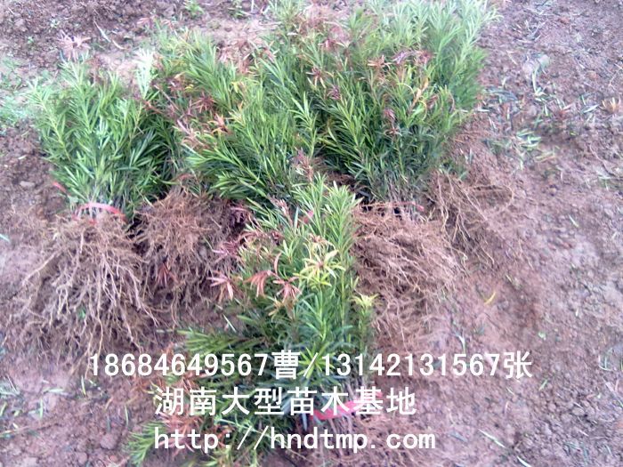 ·大(dà)量供應中葉羅漢松·中葉羅漢松苗圃基地(dì)·湖(hú)南(nán)長(cháng)沙浏陽中葉羅漢松基地(dì)·中葉羅漢松苗木(mù)基地(dì)·中葉羅漢松長(cháng)沙基地(dì)·中葉羅漢松湖(hú)南(nán)基地(dì)·中葉羅漢松浏陽基地(dì)·中葉羅漢松·羅漢松種子(zǐ)·中葉羅漢松種子(zǐ)價格·大(dà)量求購(gòu)中葉羅漢松種子(zǐ)·大(dà)量供應中葉羅漢松種子(zǐ)·中葉羅漢松種子(zǐ)價格·中葉羅漢松種子(zǐ)發芽率有(yǒu)多(duō)高(gāo)·羅漢松種子(zǐ)怎麽播種·湖(hú)南(nán)哪裡(lǐ)有(yǒu)羅漢松種子(zǐ)賣·湖(hú)南(nán)浏陽長(cháng)沙羅漢松種子(zǐ)直銷·特價羅漢松種子(zǐ)銷售·自(zì)己采摘的(de)羅漢松種子(zǐ)·羅漢松種子(zǐ)發芽·怎麽提高(gāo)羅漢松種子(zǐ)發芽率·怎麽保存羅漢松種子(zǐ)·羅漢松種子(zǐ)要(yào)怎麽保存·羅漢松種子(zǐ)怎麽消毒·羅 ·大(dà)量供應中葉羅漢松·中葉羅漢松苗圃基地(dì)·湖(hú)南(nán)長(cháng)沙浏陽中葉羅漢松基地(dì)·中葉羅漢松苗木(mù)基地(dì)·中葉羅漢松長(cháng)沙基地(dì)·中葉羅漢松湖(hú)南(nán)基地(dì)·中葉羅漢松浏陽基地(dì)·中葉羅漢松·羅漢松種子(zǐ)·中葉羅漢松種子(zǐ)價格·大(dà)量求購(gòu)中葉羅漢松種子(zǐ)·大(dà)量供應中葉羅漢松種子(zǐ)·中葉羅漢松種子(zǐ)價格·中葉羅漢松種子(zǐ)發芽率有(yǒu)多(duō)高(gāo)·羅漢松種子(zǐ)怎麽播種·湖(hú)南(nán)哪裡(lǐ)有(yǒu)羅漢松種子(zǐ)賣·湖(hú)南(nán)浏陽長(cháng)沙羅漢松種子(zǐ)直銷·特價羅漢松種子(zǐ)銷售·自(zì)己采摘的(de)羅漢松種子(zǐ)·羅漢松種子(zǐ)發芽·怎麽提高(gāo)羅漢松種子(zǐ)發芽率·怎麽保存羅漢松種子(zǐ)·羅漢松種子(zǐ)要(yào)怎麽保存·羅漢松種子(zǐ)怎麽消毒·羅