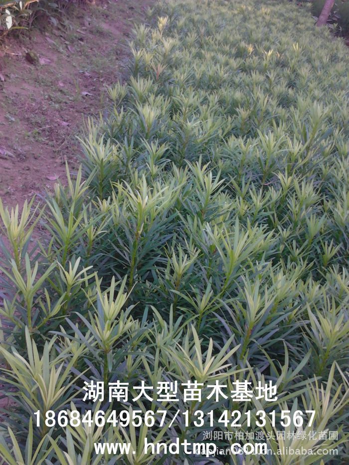 ·大(dà)量供應中葉羅漢松·中葉羅漢松苗圃基地(dì)·湖(hú)南(nán)長(cháng)沙浏陽中葉羅漢松基地(dì)·中葉羅漢松苗木(mù)基地(dì)·中葉羅漢松長(cháng)沙基地(dì)·中葉羅漢松湖(hú)南(nán)基地(dì)·中葉羅漢松浏陽基地(dì)·中葉羅漢松·羅漢松種子(zǐ)·中葉羅漢松種子(zǐ)價格·大(dà)量求購(gòu)中葉羅漢松種子(zǐ)·大(dà)量供應中葉羅漢松種子(zǐ)·中葉羅漢松種子(zǐ)價格·中葉羅漢松種子(zǐ)發芽率有(yǒu)多(duō)高(gāo)·羅漢松種子(zǐ)怎麽播種·湖(hú)南(nán)哪裡(lǐ)有(yǒu)羅漢松種子(zǐ)賣·湖(hú)南(nán)浏陽長(cháng)沙羅漢松種子(zǐ)直銷·特價羅漢松種子(zǐ)銷售·自(zì)己采摘的(de)羅漢松種子(zǐ)·羅漢松種子(zǐ)發芽·怎麽提高(gāo)羅漢松種子(zǐ)發芽率·怎麽保存羅漢松種子(zǐ)·羅漢松種子(zǐ)要(yào)怎麽保存·羅漢松種子(zǐ)怎麽消毒·羅 ·大(dà)量供應中葉羅漢松·中葉羅漢松苗圃基地(dì)·湖(hú)南(nán)長(cháng)沙浏陽中葉羅漢松基地(dì)·中葉羅漢松苗木(mù)基地(dì)·中葉羅漢松長(cháng)沙基地(dì)·中葉羅漢松湖(hú)南(nán)基地(dì)·中葉羅漢松浏陽基地(dì)·中葉羅漢松·羅漢松種子(zǐ)·中葉羅漢松種子(zǐ)價格·大(dà)量求購(gòu)中葉羅漢松種子(zǐ)·大(dà)量供應中葉羅漢松種子(zǐ)·中葉羅漢松種子(zǐ)價格·中葉羅漢松種子(zǐ)發芽率有(yǒu)多(duō)高(gāo)·羅漢松種子(zǐ)怎麽播種·湖(hú)南(nán)哪裡(lǐ)有(yǒu)羅漢松種子(zǐ)賣·湖(hú)南(nán)浏陽長(cháng)沙羅漢松種子(zǐ)直銷·特價羅漢松種子(zǐ)銷售·自(zì)己采摘的(de)羅漢松種子(zǐ)·羅漢松種子(zǐ)發芽·怎麽提高(gāo)羅漢松種子(zǐ)發芽率·怎麽保存羅漢松種子(zǐ)·羅漢松種子(zǐ)要(yào)怎麽保存·羅漢松種子(zǐ)怎麽消毒·羅