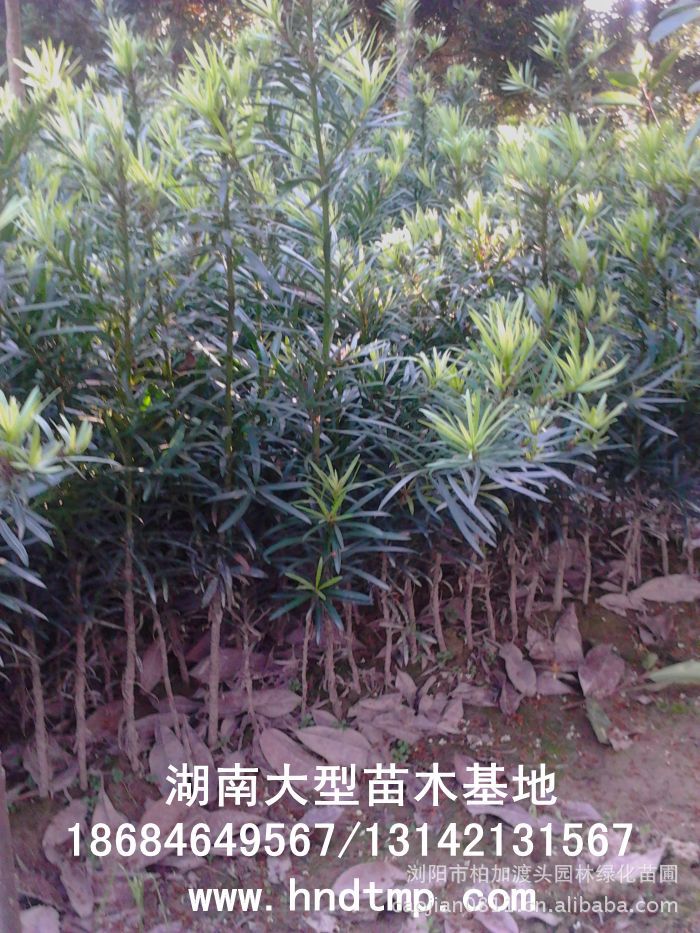 ·大(dà)量供應中葉羅漢松·中葉羅漢松苗圃基地(dì)·湖(hú)南(nán)長(cháng)沙浏陽中葉羅漢松基地(dì)·中葉羅漢松苗木(mù)基地(dì)·中葉羅漢松長(cháng)沙基地(dì)·中葉羅漢松湖(hú)南(nán)基地(dì)·中葉羅漢松浏陽基地(dì)·中葉羅漢松·羅漢松種子(zǐ)·中葉羅漢松種子(zǐ)價格·大(dà)量求購(gòu)中葉羅漢松種子(zǐ)·大(dà)量供應中葉羅漢松種子(zǐ)·中葉羅漢松種子(zǐ)價格·中葉羅漢松種子(zǐ)發芽率有(yǒu)多(duō)高(gāo)·羅漢松種子(zǐ)怎麽播種·湖(hú)南(nán)哪裡(lǐ)有(yǒu)羅漢松種子(zǐ)賣·湖(hú)南(nán)浏陽長(cháng)沙羅漢松種子(zǐ)直銷·特價羅漢松種子(zǐ)銷售·自(zì)己采摘的(de)羅漢松種子(zǐ)·羅漢松種子(zǐ)發芽·怎麽提高(gāo)羅漢松種子(zǐ)發芽率·怎麽保存羅漢松種子(zǐ)·羅漢松種子(zǐ)要(yào)怎麽保存·羅漢松種子(zǐ)怎麽消毒·羅 ·大(dà)量供應中葉羅漢松·中葉羅漢松苗圃基地(dì)·湖(hú)南(nán)長(cháng)沙浏陽中葉羅漢松基地(dì)·中葉羅漢松苗木(mù)基地(dì)·中葉羅漢松長(cháng)沙基地(dì)·中葉羅漢松湖(hú)南(nán)基地(dì)·中葉羅漢松浏陽基地(dì)·中葉羅漢松·羅漢松種子(zǐ)·中葉羅漢松種子(zǐ)價格·大(dà)量求購(gòu)中葉羅漢松種子(zǐ)·大(dà)量供應中葉羅漢松種子(zǐ)·中葉羅漢松種子(zǐ)價格·中葉羅漢松種子(zǐ)發芽率有(yǒu)多(duō)高(gāo)·羅漢松種子(zǐ)怎麽播種·湖(hú)南(nán)哪裡(lǐ)有(yǒu)羅漢松種子(zǐ)賣·湖(hú)南(nán)浏陽長(cháng)沙羅漢松種子(zǐ)直銷·特價羅漢松種子(zǐ)銷售·自(zì)己采摘的(de)羅漢松種子(zǐ)·羅漢松種子(zǐ)發芽·怎麽提高(gāo)羅漢松種子(zǐ)發芽率·怎麽保存羅漢松種子(zǐ)·羅漢松種子(zǐ)要(yào)怎麽保存·羅漢松種子(zǐ)怎麽消毒·羅