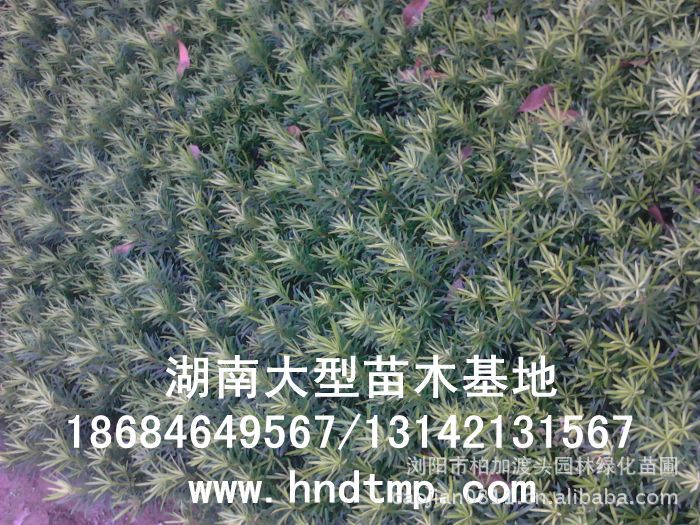 ·大(dà)量供應中葉羅漢松·中葉羅漢松苗圃基地(dì)·湖(hú)南(nán)長(cháng)沙浏陽中葉羅漢松基地(dì)·中葉羅漢松苗木(mù)基地(dì)·中葉羅漢松長(cháng)沙基地(dì)·中葉羅漢松湖(hú)南(nán)基地(dì)·中葉羅漢松浏陽基地(dì)·中葉羅漢松·羅漢松種子(zǐ)·中葉羅漢松種子(zǐ)價格·大(dà)量求購(gòu)中葉羅漢松種子(zǐ)·大(dà)量供應中葉羅漢松種子(zǐ)·中葉羅漢松種子(zǐ)價格·中葉羅漢松種子(zǐ)發芽率有(yǒu)多(duō)高(gāo)·羅漢松種子(zǐ)怎麽播種·湖(hú)南(nán)哪裡(lǐ)有(yǒu)羅漢松種子(zǐ)賣·湖(hú)南(nán)浏陽長(cháng)沙羅漢松種子(zǐ)直銷·特價羅漢松種子(zǐ)銷售·自(zì)己采摘的(de)羅漢松種子(zǐ)·羅漢松種子(zǐ)發芽·怎麽提高(gāo)羅漢松種子(zǐ)發芽率·怎麽保存羅漢松種子(zǐ)·羅漢松種子(zǐ)要(yào)怎麽保存·羅漢松種子(zǐ)怎麽消毒·羅 ·大(dà)量供應中葉羅漢松·中葉羅漢松苗圃基地(dì)·湖(hú)南(nán)長(cháng)沙浏陽中葉羅漢松基地(dì)·中葉羅漢松苗木(mù)基地(dì)·中葉羅漢松長(cháng)沙基地(dì)·中葉羅漢松湖(hú)南(nán)基地(dì)·中葉羅漢松浏陽基地(dì)·中葉羅漢松·羅漢松種子(zǐ)·中葉羅漢松種子(zǐ)價格·大(dà)量求購(gòu)中葉羅漢松種子(zǐ)·大(dà)量供應中葉羅漢松種子(zǐ)·中葉羅漢松種子(zǐ)價格·中葉羅漢松種子(zǐ)發芽率有(yǒu)多(duō)高(gāo)·羅漢松種子(zǐ)怎麽播種·湖(hú)南(nán)哪裡(lǐ)有(yǒu)羅漢松種子(zǐ)賣·湖(hú)南(nán)浏陽長(cháng)沙羅漢松種子(zǐ)直銷·特價羅漢松種子(zǐ)銷售·自(zì)己采摘的(de)羅漢松種子(zǐ)·羅漢松種子(zǐ)發芽·怎麽提高(gāo)羅漢松種子(zǐ)發芽率·怎麽保存羅漢松種子(zǐ)·羅漢松種子(zǐ)要(yào)怎麽保存·羅漢松種子(zǐ)怎麽消毒·羅