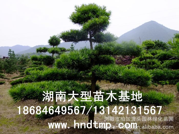 ·大(dà)量供應中葉羅漢松·中葉羅漢松苗圃基地(dì)·湖(hú)南(nán)長(cháng)沙浏陽中葉羅漢松基地(dì)·中葉羅漢松苗木(mù)基地(dì)·中葉羅漢松長(cháng)沙基地(dì)·中葉羅漢松湖(hú)南(nán)基地(dì)·中葉羅漢松浏陽基地(dì)·中葉羅漢松·羅漢松種子(zǐ)·中葉羅漢松種子(zǐ)價格·大(dà)量求購(gòu)中葉羅漢松種子(zǐ)·大(dà)量供應中葉羅漢松種子(zǐ)·中葉羅漢松種子(zǐ)價格·中葉羅漢松種子(zǐ)發芽率有(yǒu)多(duō)高(gāo)·羅漢松種子(zǐ)怎麽播種·湖(hú)南(nán)哪裡(lǐ)有(yǒu)羅漢松種子(zǐ)賣·湖(hú)南(nán)浏陽長(cháng)沙羅漢松種子(zǐ)直銷·特價羅漢松種子(zǐ)銷售·自(zì)己采摘的(de)羅漢松種子(zǐ)·羅漢松種子(zǐ)發芽·怎麽提高(gāo)羅漢松種子(zǐ)發芽率·怎麽保存羅漢松種子(zǐ)·羅漢松種子(zǐ)要(yào)怎麽保存·羅漢松種子(zǐ)怎麽消毒·羅 ·大(dà)量供應中葉羅漢松·中葉羅漢松苗圃基地(dì)·湖(hú)南(nán)長(cháng)沙浏陽中葉羅漢松基地(dì)·中葉羅漢松苗木(mù)基地(dì)·中葉羅漢松長(cháng)沙基地(dì)·中葉羅漢松湖(hú)南(nán)基地(dì)·中葉羅漢松浏陽基地(dì)·中葉羅漢松·羅漢松種子(zǐ)·中葉羅漢松種子(zǐ)價格·大(dà)量求購(gòu)中葉羅漢松種子(zǐ)·大(dà)量供應中葉羅漢松種子(zǐ)·中葉羅漢松種子(zǐ)價格·中葉羅漢松種子(zǐ)發芽率有(yǒu)多(duō)高(gāo)·羅漢松種子(zǐ)怎麽播種·湖(hú)南(nán)哪裡(lǐ)有(yǒu)羅漢松種子(zǐ)賣·湖(hú)南(nán)浏陽長(cháng)沙羅漢松種子(zǐ)直銷·特價羅漢松種子(zǐ)銷售·自(zì)己采摘的(de)羅漢松種子(zǐ)·羅漢松種子(zǐ)發芽·怎麽提高(gāo)羅漢松種子(zǐ)發芽率·怎麽保存羅漢松種子(zǐ)·羅漢松種子(zǐ)要(yào)怎麽保存·羅漢松種子(zǐ)怎麽消毒·羅