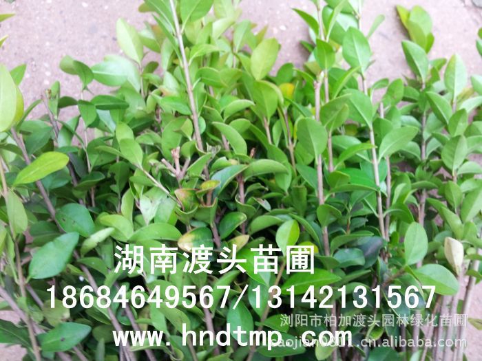 金(jīn)葉女(nǚ)貞★金(jīn)葉女(nǚ)貞小(xiǎo)苗★金(jīn)葉女(nǚ)貞小(xiǎo)苗價格★金(jīn)葉女(nǚ)貞小(xiǎo)苗最新價格★金(jīn)葉女(nǚ)貞最新行(xíng)情★湖(hú)南(nán)金(jīn)葉女(nǚ)貞基地(dì)★長(cháng)沙金(jīn)葉女(nǚ)貞基地(dì)★浏陽金(jīn)葉女(nǚ)貞基地(dì)★長(cháng)沙金(jīn)葉女(nǚ)貞基地(dì)★金(jīn)葉女(nǚ)貞培植基地(dì)★專供金(jīn)葉女(nǚ)貞小(xiǎo)苗★大(dà)量供應金(jīn)葉女(nǚ)貞扡插苗★基地(dì)直銷金(jīn)葉女(nǚ)貞扡插苗★苗圃直銷金(jīn)葉女(nǚ)貞扡插苗★金(jīn)葉女(nǚ)貞扡插苗價格★大(dà)量求購(gòu)金(jīn)葉女(nǚ)貞扡插苗★金(jīn)葉女(nǚ)貞小(xiǎo)苗20-30-40-50-60-公分(fēn)高(gāo)★大(dà)量求購(gòu)金(jīn)葉女(nǚ)貞小(xiǎo)苗★湖(hú)南(nán)地(dì)區(qū)求購(gòu)金(jīn)葉女(nǚ)貞小(xiǎo)苗★求購(gòu)30-40金(jīn)葉女(nǚ)貞小(xiǎo)苗★大(dà)量求購(gòu)金(jīn)葉女(nǚ)貞小(xiǎo)苗長(cháng)沙地(dì)區(qū)★長(cháng)沙苗木(mù)基地(dì)★湖(hú)南(nán)苗木(mù)基地(dì)★長(cháng)沙花(huā)木(mù)基地(dì)★湖(hú)南(nán)花(huā)