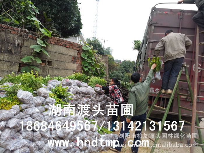 金(jīn)葉女(nǚ)貞★金(jīn)葉女(nǚ)貞小(xiǎo)苗★金(jīn)葉女(nǚ)貞小(xiǎo)苗價格★金(jīn)葉女(nǚ)貞小(xiǎo)苗最新價格★金(jīn)葉女(nǚ)貞最新行(xíng)情★湖(hú)南(nán)金(jīn)葉女(nǚ)貞基地(dì)★長(cháng)沙金(jīn)葉女(nǚ)貞基地(dì)★浏陽金(jīn)葉女(nǚ)貞基地(dì)★長(cháng)沙金(jīn)葉女(nǚ)貞基地(dì)★金(jīn)葉女(nǚ)貞培植基地(dì)★專供金(jīn)葉女(nǚ)貞小(xiǎo)苗★大(dà)量供應金(jīn)葉女(nǚ)貞扡插苗★基地(dì)直銷金(jīn)葉女(nǚ)貞扡插苗★苗圃直銷金(jīn)葉女(nǚ)貞扡插苗★金(jīn)葉女(nǚ)貞扡插苗價格★大(dà)量求購(gòu)金(jīn)葉女(nǚ)貞扡插苗★金(jīn)葉女(nǚ)貞小(xiǎo)苗20-30-40-50-60-公分(fēn)高(gāo)★大(dà)量求購(gòu)金(jīn)葉女(nǚ)貞小(xiǎo)苗★湖(hú)南(nán)地(dì)區(qū)求購(gòu)金(jīn)葉女(nǚ)貞小(xiǎo)苗★求購(gòu)30-40金(jīn)葉女(nǚ)貞小(xiǎo)苗★大(dà)量求購(gòu)金(jīn)葉女(nǚ)貞小(xiǎo)苗長(cháng)沙地(dì)區(qū)★長(cháng)沙苗木(mù)基地(dì)★湖(hú)南(nán)苗木(mù)基地(dì)★長(cháng)沙花(huā)木(mù)基地(dì)★湖(hú)南(nán)花(huā)