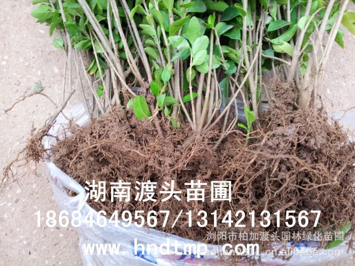 金(jīn)葉女(nǚ)貞★金(jīn)葉女(nǚ)貞小(xiǎo)苗★金(jīn)葉女(nǚ)貞小(xiǎo)苗價格★金(jīn)葉女(nǚ)貞小(xiǎo)苗最新價格★金(jīn)葉女(nǚ)貞最新行(xíng)情★湖(hú)南(nán)金(jīn)葉女(nǚ)貞基地(dì)★長(cháng)沙金(jīn)葉女(nǚ)貞基地(dì)★浏陽金(jīn)葉女(nǚ)貞基地(dì)★長(cháng)沙金(jīn)葉女(nǚ)貞基地(dì)★金(jīn)葉女(nǚ)貞培植基地(dì)★專供金(jīn)葉女(nǚ)貞小(xiǎo)苗★大(dà)量供應金(jīn)葉女(nǚ)貞扡插苗★基地(dì)直銷金(jīn)葉女(nǚ)貞扡插苗★苗圃直銷金(jīn)葉女(nǚ)貞扡插苗★金(jīn)葉女(nǚ)貞扡插苗價格★大(dà)量求購(gòu)金(jīn)葉女(nǚ)貞扡插苗★金(jīn)葉女(nǚ)貞小(xiǎo)苗20-30-40-50-60-公分(fēn)高(gāo)★大(dà)量求購(gòu)金(jīn)葉女(nǚ)貞小(xiǎo)苗★湖(hú)南(nán)地(dì)區(qū)求購(gòu)金(jīn)葉女(nǚ)貞小(xiǎo)苗★求購(gòu)30-40金(jīn)葉女(nǚ)貞小(xiǎo)苗★大(dà)量求購(gòu)金(jīn)葉女(nǚ)貞小(xiǎo)苗長(cháng)沙地(dì)區(qū)★長(cháng)沙苗木(mù)基地(dì)★湖(hú)南(nán)苗木(mù)基地(dì)★長(cháng)沙花(huā)木(mù)基地(dì)★湖(hú)南(nán)花(huā)