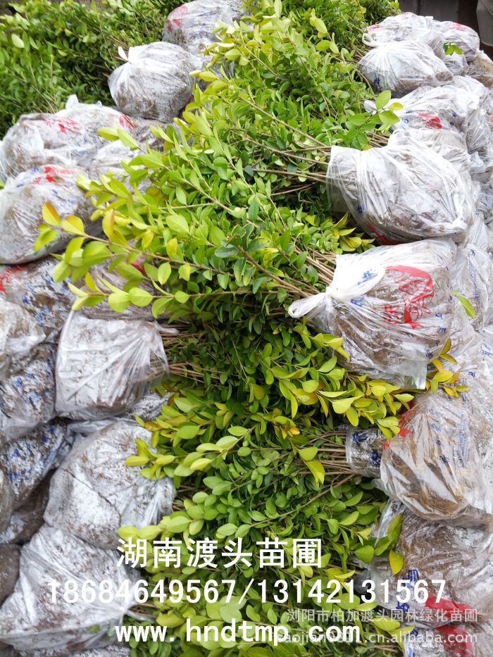 金(jīn)葉女(nǚ)貞★金(jīn)葉女(nǚ)貞小(xiǎo)苗★金(jīn)葉女(nǚ)貞小(xiǎo)苗價格★金(jīn)葉女(nǚ)貞小(xiǎo)苗最新價格★金(jīn)葉女(nǚ)貞最新行(xíng)情★湖(hú)南(nán)金(jīn)葉女(nǚ)貞基地(dì)★長(cháng)沙金(jīn)葉女(nǚ)貞基地(dì)★浏陽金(jīn)葉女(nǚ)貞基地(dì)★長(cháng)沙金(jīn)葉女(nǚ)貞基地(dì)★金(jīn)葉女(nǚ)貞培植基地(dì)★專供金(jīn)葉女(nǚ)貞小(xiǎo)苗★大(dà)量供應金(jīn)葉女(nǚ)貞扡插苗★基地(dì)直銷金(jīn)葉女(nǚ)貞扡插苗★苗圃直銷金(jīn)葉女(nǚ)貞扡插苗★金(jīn)葉女(nǚ)貞扡插苗價格★大(dà)量求購(gòu)金(jīn)葉女(nǚ)貞扡插苗★金(jīn)葉女(nǚ)貞小(xiǎo)苗20-30-40-50-60-公分(fēn)高(gāo)★大(dà)量求購(gòu)金(jīn)葉女(nǚ)貞小(xiǎo)苗★湖(hú)南(nán)地(dì)區(qū)求購(gòu)金(jīn)葉女(nǚ)貞小(xiǎo)苗★求購(gòu)30-40金(jīn)葉女(nǚ)貞小(xiǎo)苗★大(dà)量求購(gòu)金(jīn)葉女(nǚ)貞小(xiǎo)苗長(cháng)沙地(dì)區(qū)★長(cháng)沙苗木(mù)基地(dì)★湖(hú)南(nán)苗木(mù)基地(dì)★長(cháng)沙花(huā)木(mù)基地(dì)★湖(hú)南(nán)花(huā)