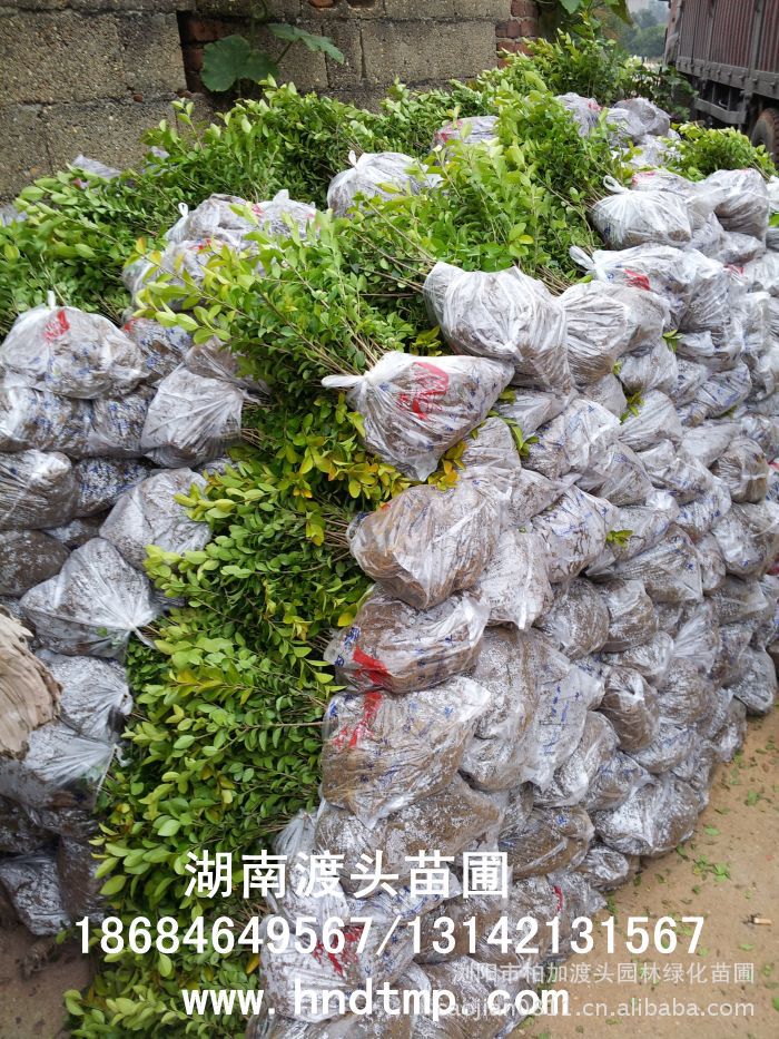 金(jīn)葉女(nǚ)貞★金(jīn)葉女(nǚ)貞小(xiǎo)苗★金(jīn)葉女(nǚ)貞小(xiǎo)苗價格★金(jīn)葉女(nǚ)貞小(xiǎo)苗最新價格★金(jīn)葉女(nǚ)貞最新行(xíng)情★湖(hú)南(nán)金(jīn)葉女(nǚ)貞基地(dì)★長(cháng)沙金(jīn)葉女(nǚ)貞基地(dì)★浏陽金(jīn)葉女(nǚ)貞基地(dì)★長(cháng)沙金(jīn)葉女(nǚ)貞基地(dì)★金(jīn)葉女(nǚ)貞培植基地(dì)★專供金(jīn)葉女(nǚ)貞小(xiǎo)苗★大(dà)量供應金(jīn)葉女(nǚ)貞扡插苗★基地(dì)直銷金(jīn)葉女(nǚ)貞扡插苗★苗圃直銷金(jīn)葉女(nǚ)貞扡插苗★金(jīn)葉女(nǚ)貞扡插苗價格★大(dà)量求購(gòu)金(jīn)葉女(nǚ)貞扡插苗★金(jīn)葉女(nǚ)貞小(xiǎo)苗20-30-40-50-60-公分(fēn)高(gāo)★大(dà)量求購(gòu)金(jīn)葉女(nǚ)貞小(xiǎo)苗★湖(hú)南(nán)地(dì)區(qū)求購(gòu)金(jīn)葉女(nǚ)貞小(xiǎo)苗★求購(gòu)30-40金(jīn)葉女(nǚ)貞小(xiǎo)苗★大(dà)量求購(gòu)金(jīn)葉女(nǚ)貞小(xiǎo)苗長(cháng)沙地(dì)區(qū)★長(cháng)沙苗木(mù)基地(dì)★湖(hú)南(nán)苗木(mù)基地(dì)★長(cháng)沙花(huā)木(mù)基地(dì)★湖(hú)南(nán)花(huā)