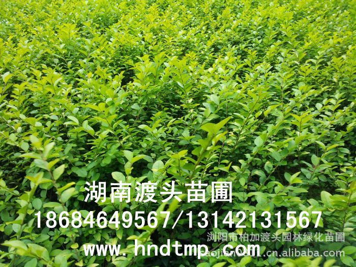 金(jīn)葉女(nǚ)貞★金(jīn)葉女(nǚ)貞小(xiǎo)苗★金(jīn)葉女(nǚ)貞小(xiǎo)苗價格★金(jīn)葉女(nǚ)貞小(xiǎo)苗最新價格★金(jīn)葉女(nǚ)貞最新行(xíng)情★湖(hú)南(nán)金(jīn)葉女(nǚ)貞基地(dì)★長(cháng)沙金(jīn)葉女(nǚ)貞基地(dì)★浏陽金(jīn)葉女(nǚ)貞基地(dì)★長(cháng)沙金(jīn)葉女(nǚ)貞基地(dì)★金(jīn)葉女(nǚ)貞培植基地(dì)★專供金(jīn)葉女(nǚ)貞小(xiǎo)苗★大(dà)量供應金(jīn)葉女(nǚ)貞扡插苗★基地(dì)直銷金(jīn)葉女(nǚ)貞扡插苗★苗圃直銷金(jīn)葉女(nǚ)貞扡插苗★金(jīn)葉女(nǚ)貞扡插苗價格★大(dà)量求購(gòu)金(jīn)葉女(nǚ)貞扡插苗★金(jīn)葉女(nǚ)貞小(xiǎo)苗20-30-40-50-60-公分(fēn)高(gāo)★大(dà)量求購(gòu)金(jīn)葉女(nǚ)貞小(xiǎo)苗★湖(hú)南(nán)地(dì)區(qū)求購(gòu)金(jīn)葉女(nǚ)貞小(xiǎo)苗★求購(gòu)30-40金(jīn)葉女(nǚ)貞小(xiǎo)苗★大(dà)量求購(gòu)金(jīn)葉女(nǚ)貞小(xiǎo)苗長(cháng)沙地(dì)區(qū)★長(cháng)沙苗木(mù)基地(dì)★湖(hú)南(nán)苗木(mù)基地(dì)★長(cháng)沙花(huā)木(mù)基地(dì)★湖(hú)南(nán)花(huā)