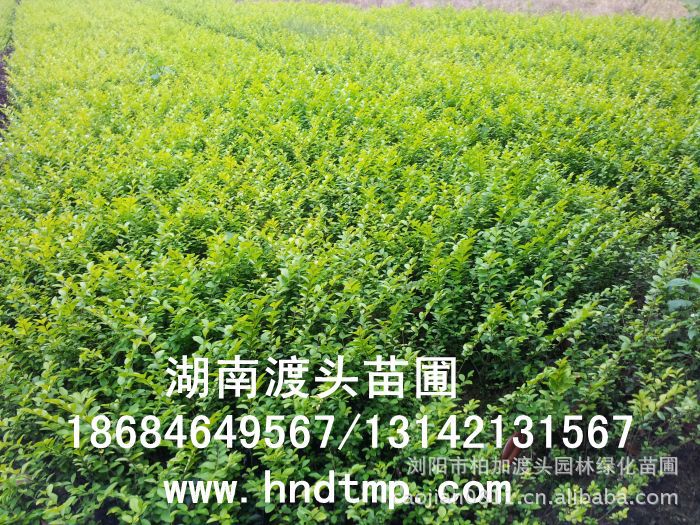 金(jīn)葉女(nǚ)貞★金(jīn)葉女(nǚ)貞小(xiǎo)苗★金(jīn)葉女(nǚ)貞小(xiǎo)苗價格★金(jīn)葉女(nǚ)貞小(xiǎo)苗最新價格★金(jīn)葉女(nǚ)貞最新行(xíng)情★湖(hú)南(nán)金(jīn)葉女(nǚ)貞基地(dì)★長(cháng)沙金(jīn)葉女(nǚ)貞基地(dì)★浏陽金(jīn)葉女(nǚ)貞基地(dì)★長(cháng)沙金(jīn)葉女(nǚ)貞基地(dì)★金(jīn)葉女(nǚ)貞培植基地(dì)★專供金(jīn)葉女(nǚ)貞小(xiǎo)苗★大(dà)量供應金(jīn)葉女(nǚ)貞扡插苗★基地(dì)直銷金(jīn)葉女(nǚ)貞扡插苗★苗圃直銷金(jīn)葉女(nǚ)貞扡插苗★金(jīn)葉女(nǚ)貞扡插苗價格★大(dà)量求購(gòu)金(jīn)葉女(nǚ)貞扡插苗★金(jīn)葉女(nǚ)貞小(xiǎo)苗20-30-40-50-60-公分(fēn)高(gāo)★大(dà)量求購(gòu)金(jīn)葉女(nǚ)貞小(xiǎo)苗★湖(hú)南(nán)地(dì)區(qū)求購(gòu)金(jīn)葉女(nǚ)貞小(xiǎo)苗★求購(gòu)30-40金(jīn)葉女(nǚ)貞小(xiǎo)苗★大(dà)量求購(gòu)金(jīn)葉女(nǚ)貞小(xiǎo)苗長(cháng)沙地(dì)區(qū)★長(cháng)沙苗木(mù)基地(dì)★湖(hú)南(nán)苗木(mù)基地(dì)★長(cháng)沙花(huā)木(mù)基地(dì)★湖(hú)南(nán)花(huā)