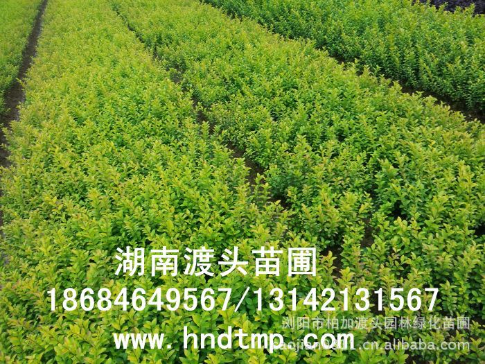 金(jīn)葉女(nǚ)貞★金(jīn)葉女(nǚ)貞小(xiǎo)苗★金(jīn)葉女(nǚ)貞小(xiǎo)苗價格★金(jīn)葉女(nǚ)貞小(xiǎo)苗最新價格★金(jīn)葉女(nǚ)貞最新行(xíng)情★湖(hú)南(nán)金(jīn)葉女(nǚ)貞基地(dì)★長(cháng)沙金(jīn)葉女(nǚ)貞基地(dì)★浏陽金(jīn)葉女(nǚ)貞基地(dì)★長(cháng)沙金(jīn)葉女(nǚ)貞基地(dì)★金(jīn)葉女(nǚ)貞培植基地(dì)★專供金(jīn)葉女(nǚ)貞小(xiǎo)苗★大(dà)量供應金(jīn)葉女(nǚ)貞扡插苗★基地(dì)直銷金(jīn)葉女(nǚ)貞扡插苗★苗圃直銷金(jīn)葉女(nǚ)貞扡插苗★金(jīn)葉女(nǚ)貞扡插苗價格★大(dà)量求購(gòu)金(jīn)葉女(nǚ)貞扡插苗★金(jīn)葉女(nǚ)貞小(xiǎo)苗20-30-40-50-60-公分(fēn)高(gāo)★大(dà)量求購(gòu)金(jīn)葉女(nǚ)貞小(xiǎo)苗★湖(hú)南(nán)地(dì)區(qū)求購(gòu)金(jīn)葉女(nǚ)貞小(xiǎo)苗★求購(gòu)30-40金(jīn)葉女(nǚ)貞小(xiǎo)苗★大(dà)量求購(gòu)金(jīn)葉女(nǚ)貞小(xiǎo)苗長(cháng)沙地(dì)區(qū)★長(cháng)沙苗木(mù)基地(dì)★湖(hú)南(nán)苗木(mù)基地(dì)★長(cháng)沙花(huā)木(mù)基地(dì)★湖(hú)南(nán)花(huā)