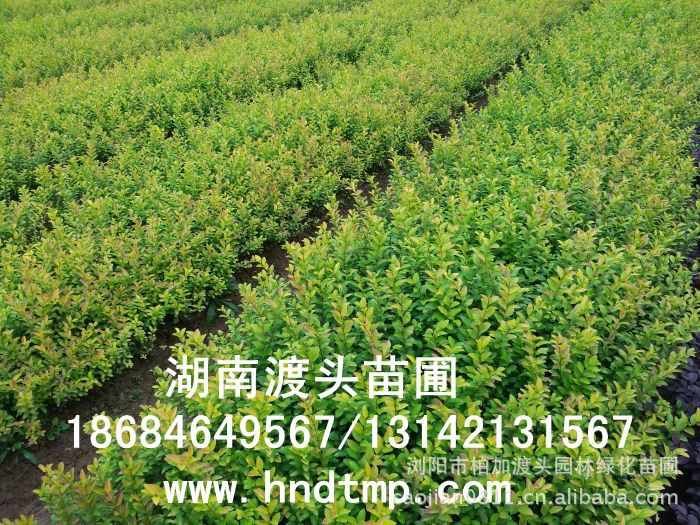 金(jīn)葉女(nǚ)貞★金(jīn)葉女(nǚ)貞小(xiǎo)苗★金(jīn)葉女(nǚ)貞小(xiǎo)苗價格★金(jīn)葉女(nǚ)貞小(xiǎo)苗最新價格★金(jīn)葉女(nǚ)貞最新行(xíng)情★湖(hú)南(nán)金(jīn)葉女(nǚ)貞基地(dì)★長(cháng)沙金(jīn)葉女(nǚ)貞基地(dì)★浏陽金(jīn)葉女(nǚ)貞基地(dì)★長(cháng)沙金(jīn)葉女(nǚ)貞基地(dì)★金(jīn)葉女(nǚ)貞培植基地(dì)★專供金(jīn)葉女(nǚ)貞小(xiǎo)苗★大(dà)量供應金(jīn)葉女(nǚ)貞扡插苗★基地(dì)直銷金(jīn)葉女(nǚ)貞扡插苗★苗圃直銷金(jīn)葉女(nǚ)貞扡插苗★金(jīn)葉女(nǚ)貞扡插苗價格★大(dà)量求購(gòu)金(jīn)葉女(nǚ)貞扡插苗★金(jīn)葉女(nǚ)貞小(xiǎo)苗20-30-40-50-60-公分(fēn)高(gāo)★大(dà)量求購(gòu)金(jīn)葉女(nǚ)貞小(xiǎo)苗★湖(hú)南(nán)地(dì)區(qū)求購(gòu)金(jīn)葉女(nǚ)貞小(xiǎo)苗★求購(gòu)30-40金(jīn)葉女(nǚ)貞小(xiǎo)苗★大(dà)量求購(gòu)金(jīn)葉女(nǚ)貞小(xiǎo)苗長(cháng)沙地(dì)區(qū)★長(cháng)沙苗木(mù)基地(dì)★湖(hú)南(nán)苗木(mù)基地(dì)★長(cháng)沙花(huā)木(mù)基地(dì)★湖(hú)南(nán)花(huā)