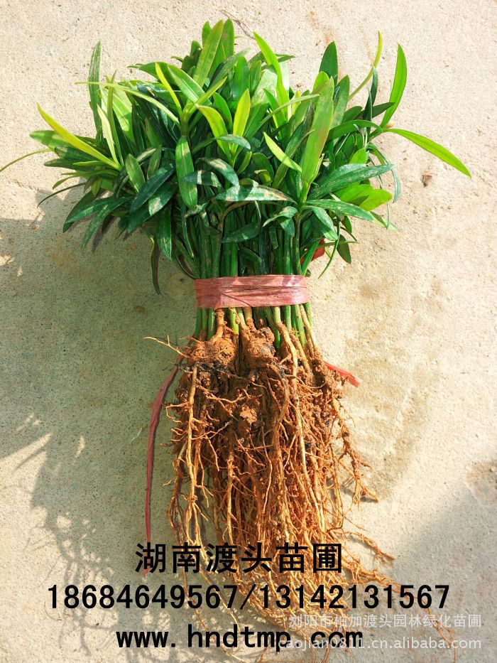 花(huā)木(mù)商情·湖(hú)南(nán)花(huā)木(mù)商情·湖(hú)南(nán)苗木(mù)商情·湖(hú)南(nán)花(huā)木(mù)網·湖(hú)南(nán)花(huā)木(mù)市(shì)場(chǎng)網·浏陽花(huā)木(mù)網·花(huā)木(mù)銷售網·湖(hú)南(nán)長(cháng)沙浏陽花(huā)木(mù)·湖(hú)南(nán)長(cháng)沙浏陽花(huā)木(mù)基地(dì)·湖(hú)南(nán)苗圃基地(dì)·長(cháng)沙苗圃基地(dì)·浏陽苗圃基地(dì)·湖(hú)南(nán)長(cháng)沙浏陽苗圃基地(dì)·苗圃·花(huā)木(mù)基地(dì)·渡頭峥嵘苗木(mù)·湖(hú)南(nán)大(dà)型苗木(mù)基地(dì)·大(dà)型綠(lǜ)化(huà)苗木(mù)基地(dì)羅漢松·羅漢松價格·羅漢松最新價格·羅漢松最新價格行(xíng)情·湖(hú)南(nán)羅漢松價格·長(cháng)沙羅漢松價格·浏陽羅漢松價格·湖(hú)南(nán)哪裡(lǐ)有(yǒu)羅漢松買·湖(hú)南(nán)長(cháng)沙羅漢松苗圃·求購(gòu)3公分(fēn)羅漢松·求購(gòu)4公分(fēn)羅漢松·求購(gòu)5公分(fēn)羅漢松·求購(gòu)6公分(fēn)羅漢松·求購(gòu)7公分(fēn)羅漢松·求購(gòu)8公分(fēn)羅漢松· 花(huā)木(mù)商情·湖(hú)南(nán)花(huā)木(mù)商情·湖(hú)南(nán)苗木(mù)商情·湖(hú)南(nán)花(huā)木(mù)網·湖(hú)南(nán)花(huā)木(mù)市(shì)場(chǎng)網·浏陽花(huā)木(mù)網·花(huā)木(mù)銷售網·湖(hú)南(nán)長(cháng)沙浏陽花(huā)木(mù)·湖(hú)南(nán)長(cháng)沙浏陽花(huā)木(mù)基地(dì)·湖(hú)南(nán)苗圃基地(dì)·長(cháng)沙苗圃基地(dì)·浏陽苗圃基地(dì)·湖(hú)南(nán)長(cháng)沙浏陽苗圃基地(dì)·苗圃·花(huā)木(mù)基地(dì)·渡頭峥嵘苗木(mù)·湖(hú)南(nán)大(dà)型苗木(mù)基地(dì)·大(dà)型綠(lǜ)化(huà)苗木(mù)基地(dì)羅漢松·羅漢松價格·羅漢松最新價格·羅漢松最新價格行(xíng)情·湖(hú)南(nán)羅漢松價格·長(cháng)沙羅漢松價格·浏陽羅漢松價格·湖(hú)南(nán)哪裡(lǐ)有(yǒu)羅漢松買·湖(hú)南(nán)長(cháng)沙羅漢松苗圃·求購(gòu)3公分(fēn)羅漢松·求購(gòu)4公分(fēn)羅漢松·求購(gòu)5公分(fēn)羅漢松·求購(gòu)6公分(fēn)羅漢松·求購(gòu)7公分(fēn)羅漢松·求購(gòu)8公分(fēn)羅漢松·