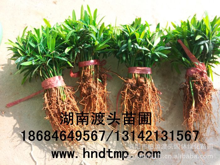 花(huā)木(mù)商情·湖(hú)南(nán)花(huā)木(mù)商情·湖(hú)南(nán)苗木(mù)商情·湖(hú)南(nán)花(huā)木(mù)網·湖(hú)南(nán)花(huā)木(mù)市(shì)場(chǎng)網·浏陽花(huā)木(mù)網·花(huā)木(mù)銷售網·湖(hú)南(nán)長(cháng)沙浏陽花(huā)木(mù)·湖(hú)南(nán)長(cháng)沙浏陽花(huā)木(mù)基地(dì)·湖(hú)南(nán)苗圃基地(dì)·長(cháng)沙苗圃基地(dì)·浏陽苗圃基地(dì)·湖(hú)南(nán)長(cháng)沙浏陽苗圃基地(dì)·苗圃·花(huā)木(mù)基地(dì)·渡頭峥嵘苗木(mù)·湖(hú)南(nán)大(dà)型苗木(mù)基地(dì)·大(dà)型綠(lǜ)化(huà)苗木(mù)基地(dì)羅漢松·羅漢松價格·羅漢松最新價格·羅漢松最新價格行(xíng)情·湖(hú)南(nán)羅漢松價格·長(cháng)沙羅漢松價格·浏陽羅漢松價格·湖(hú)南(nán)哪裡(lǐ)有(yǒu)羅漢松買·湖(hú)南(nán)長(cháng)沙羅漢松苗圃·求購(gòu)3公分(fēn)羅漢松·求購(gòu)4公分(fēn)羅漢松·求購(gòu)5公分(fēn)羅漢松·求購(gòu)6公分(fēn)羅漢松·求購(gòu)7公分(fēn)羅漢松·求購(gòu)8公分(fēn)羅漢松· 花(huā)木(mù)商情·湖(hú)南(nán)花(huā)木(mù)商情·湖(hú)南(nán)苗木(mù)商情·湖(hú)南(nán)花(huā)木(mù)網·湖(hú)南(nán)花(huā)木(mù)市(shì)場(chǎng)網·浏陽花(huā)木(mù)網·花(huā)木(mù)銷售網·湖(hú)南(nán)長(cháng)沙浏陽花(huā)木(mù)·湖(hú)南(nán)長(cháng)沙浏陽花(huā)木(mù)基地(dì)·湖(hú)南(nán)苗圃基地(dì)·長(cháng)沙苗圃基地(dì)·浏陽苗圃基地(dì)·湖(hú)南(nán)長(cháng)沙浏陽苗圃基地(dì)·苗圃·花(huā)木(mù)基地(dì)·渡頭峥嵘苗木(mù)·湖(hú)南(nán)大(dà)型苗木(mù)基地(dì)·大(dà)型綠(lǜ)化(huà)苗木(mù)基地(dì)羅漢松·羅漢松價格·羅漢松最新價格·羅漢松最新價格行(xíng)情·湖(hú)南(nán)羅漢松價格·長(cháng)沙羅漢松價格·浏陽羅漢松價格·湖(hú)南(nán)哪裡(lǐ)有(yǒu)羅漢松買·湖(hú)南(nán)長(cháng)沙羅漢松苗圃·求購(gòu)3公分(fēn)羅漢松·求購(gòu)4公分(fēn)羅漢松·求購(gòu)5公分(fēn)羅漢松·求購(gòu)6公分(fēn)羅漢松·求購(gòu)7公分(fēn)羅漢松·求購(gòu)8公分(fēn)羅漢松·